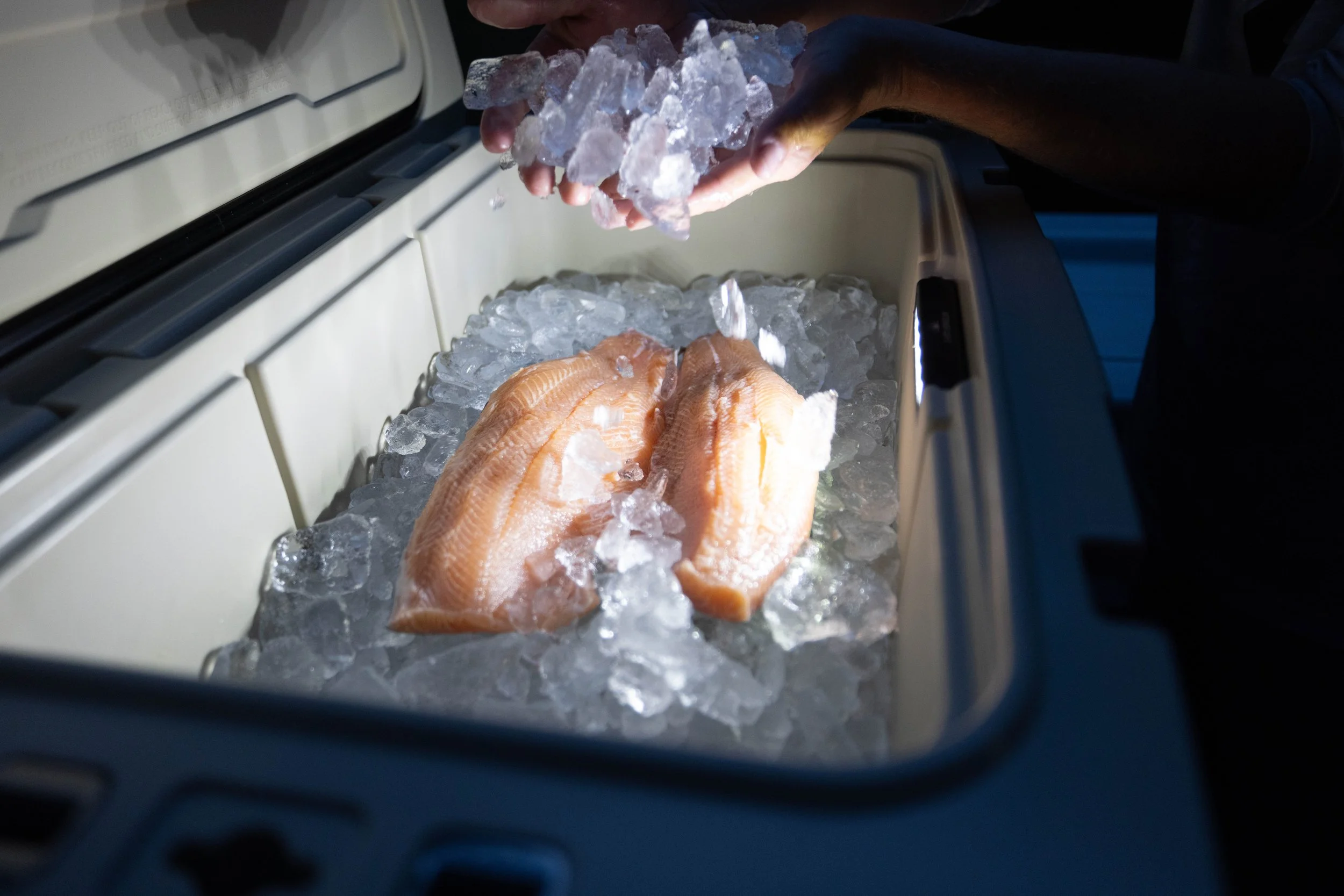 Person placing ice cubes into a cooler containing two raw salmon fillets.