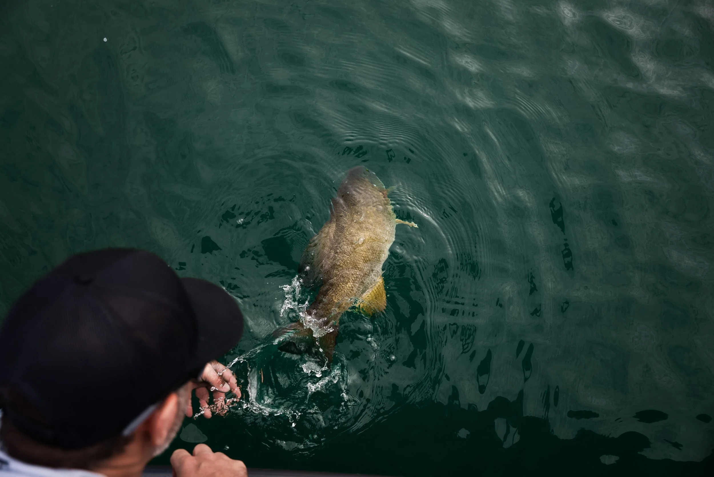 A person wearing a black cap and glasses is reaching into green water, releasing a fish back into the water.