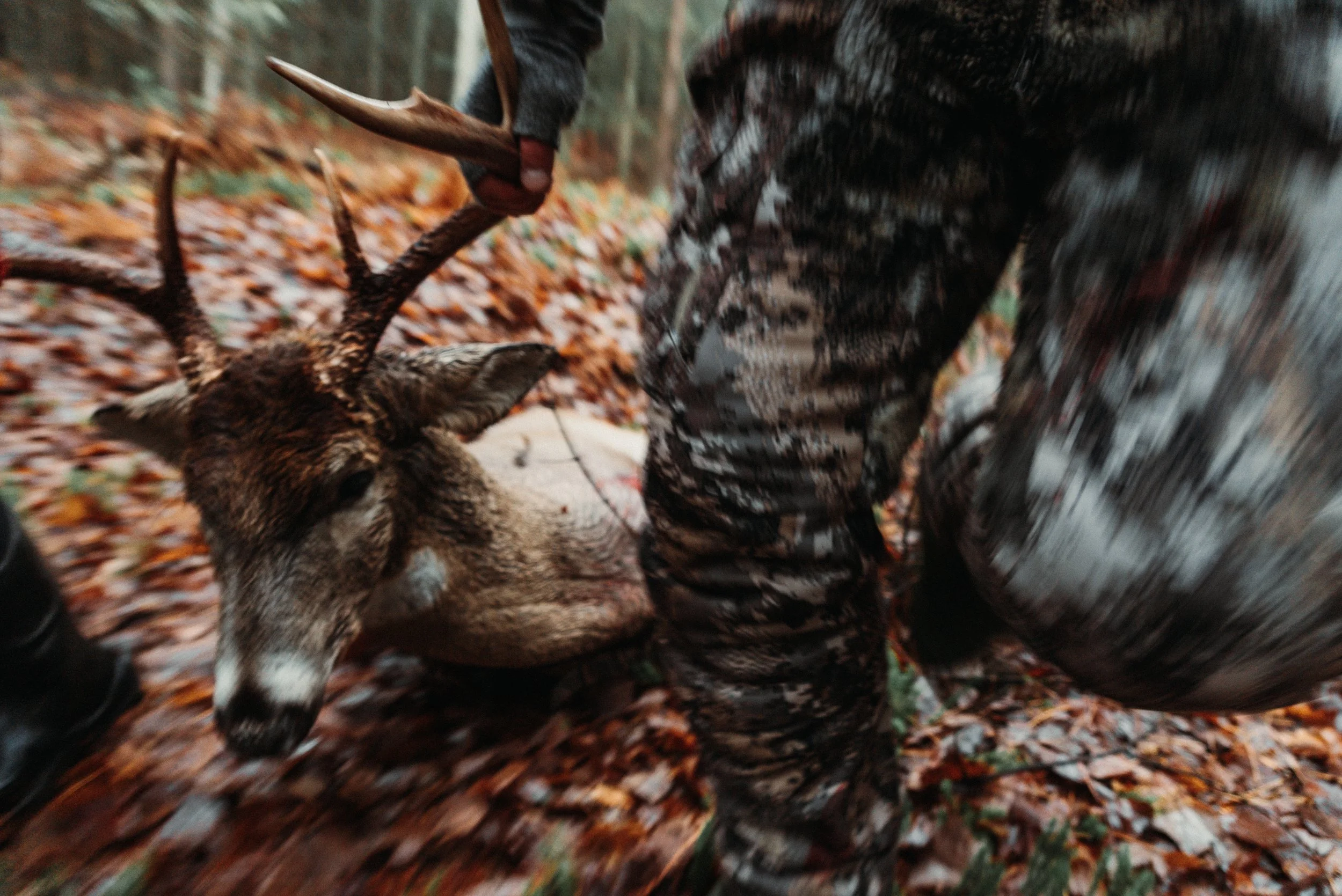 Person kneeling on forest floor with fallen leaves, holding a deer by the antlers, during autumn in a wooded area.