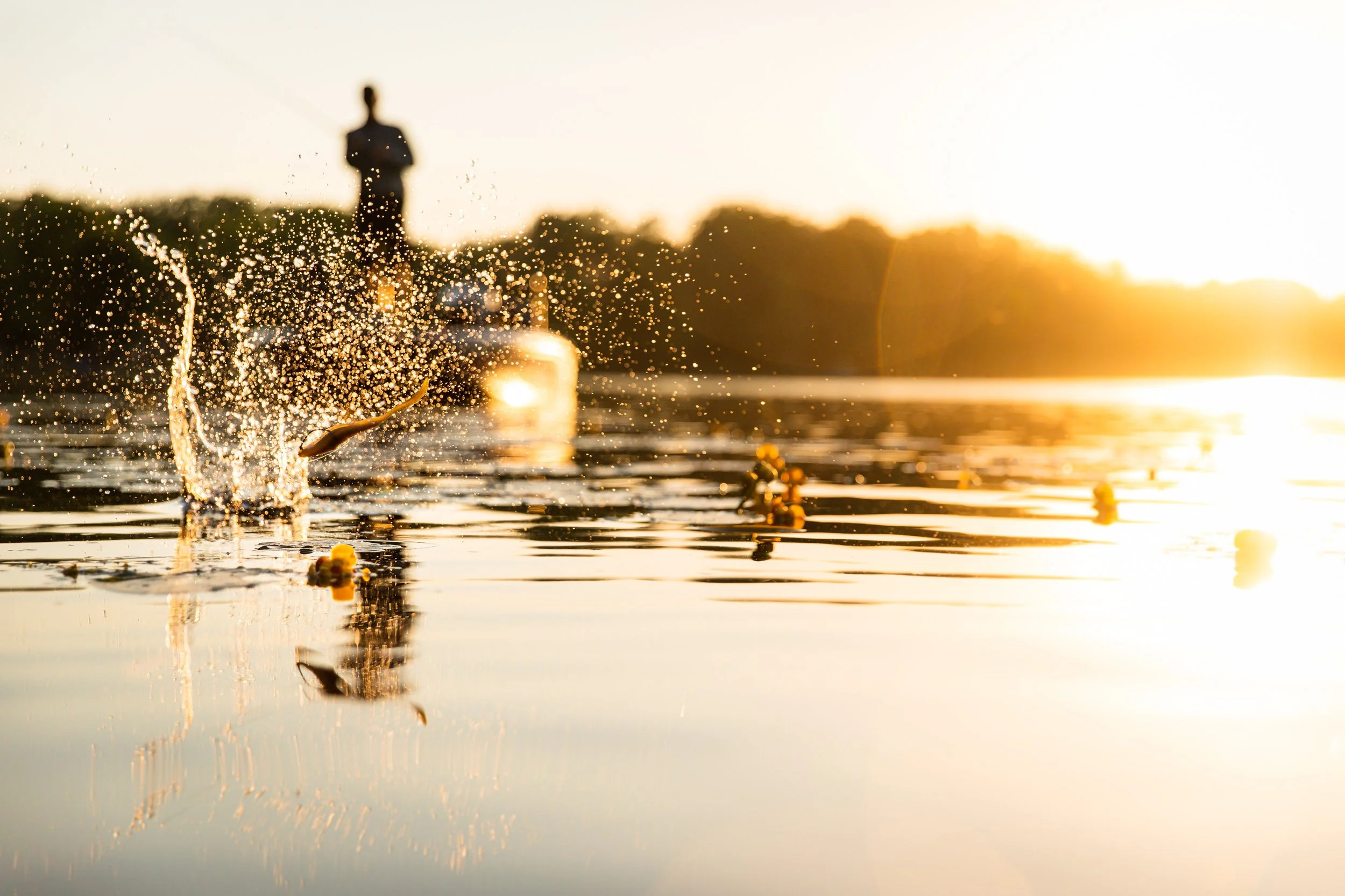 A person jumping into a lake during sunset, with water splashing and ducks swimming nearby.