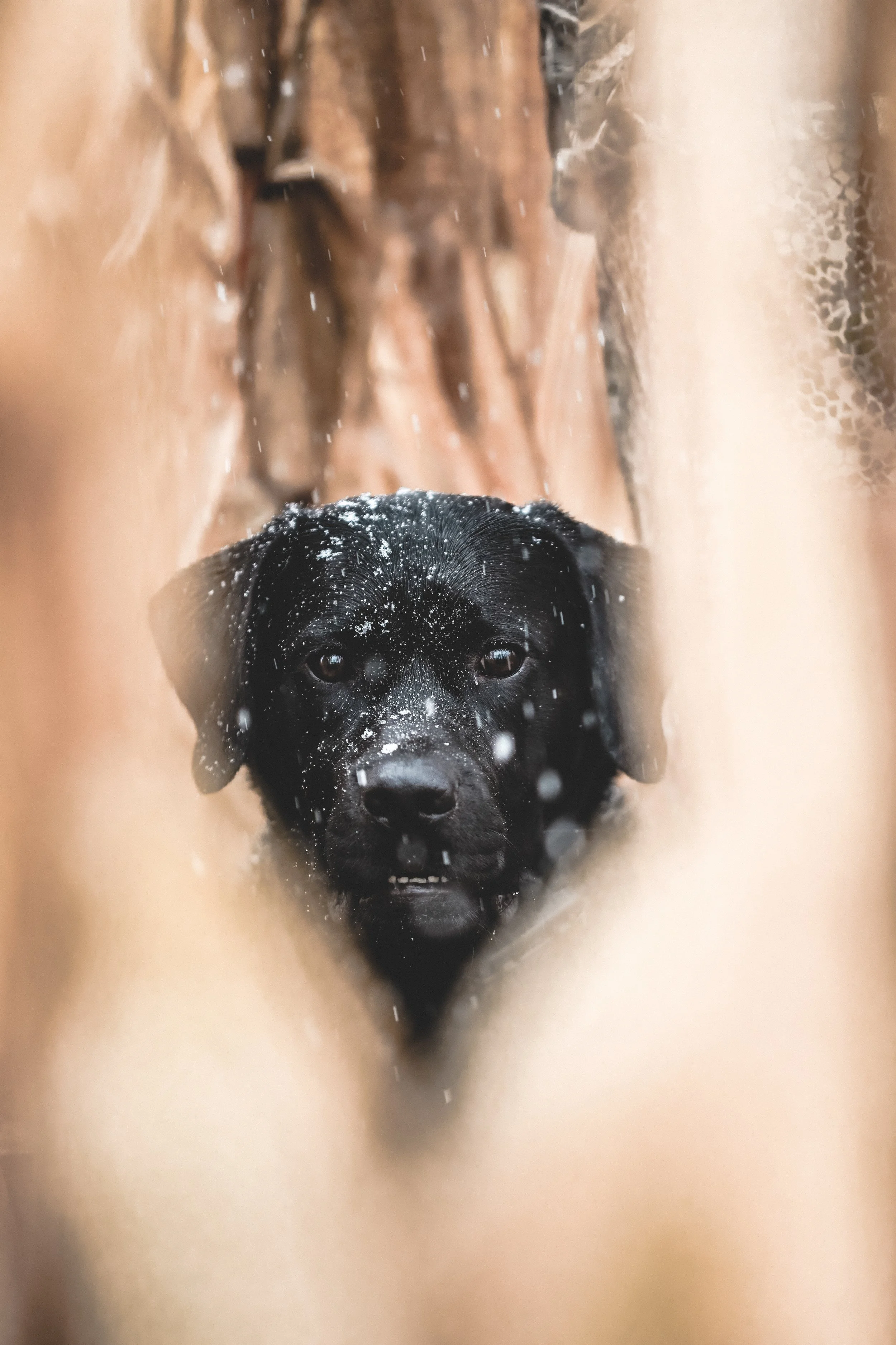 Black puppy peering through a glass panel with water droplets and snow on its face, in a cozy wooden environment.