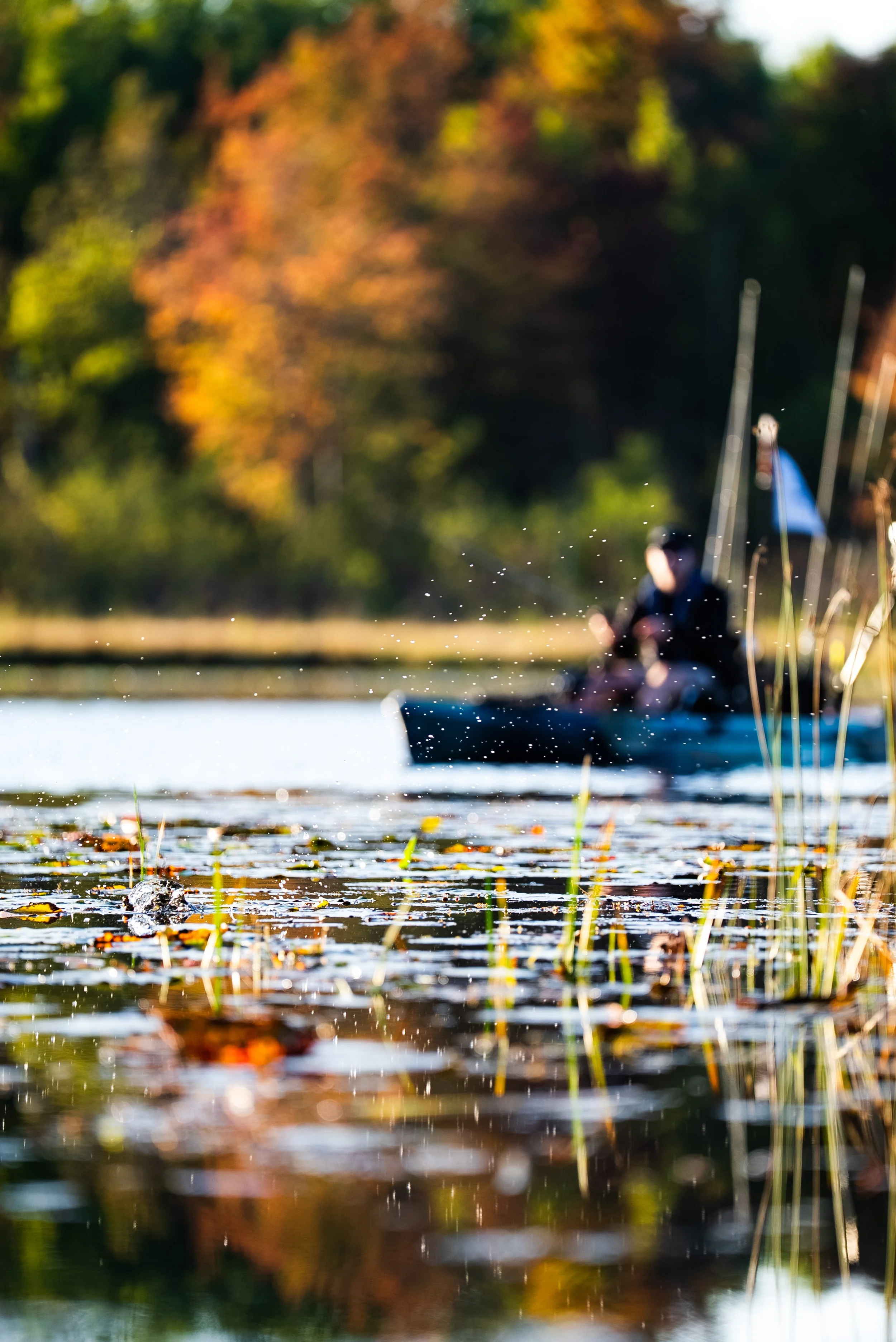 A person fishing in a boat on a calm body of water during autumn, with colorful fall foliage in the background and water lilies on the surface.