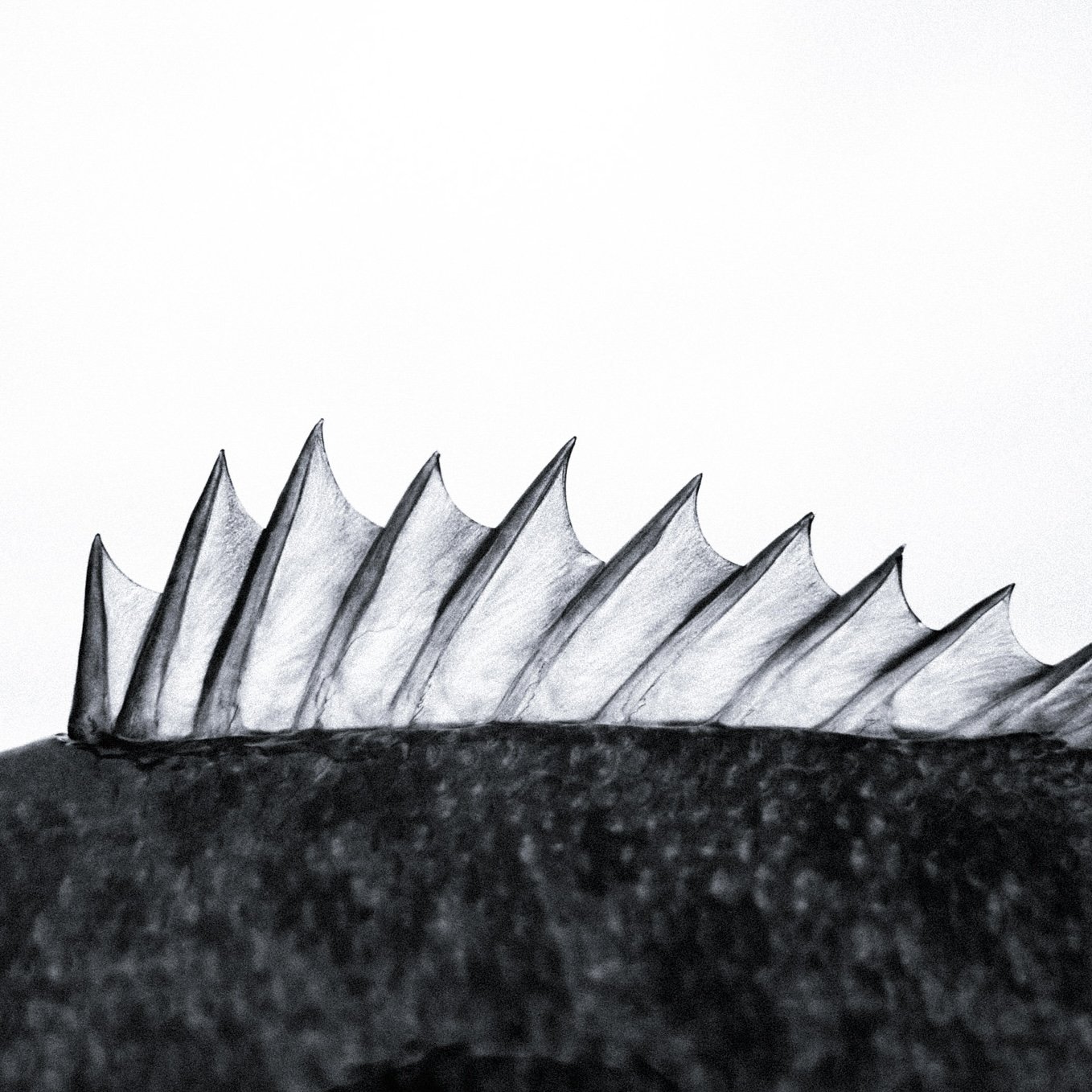 Black and white sketch of a row of sharp, pointed fish fins protruding from dark, textured surface.