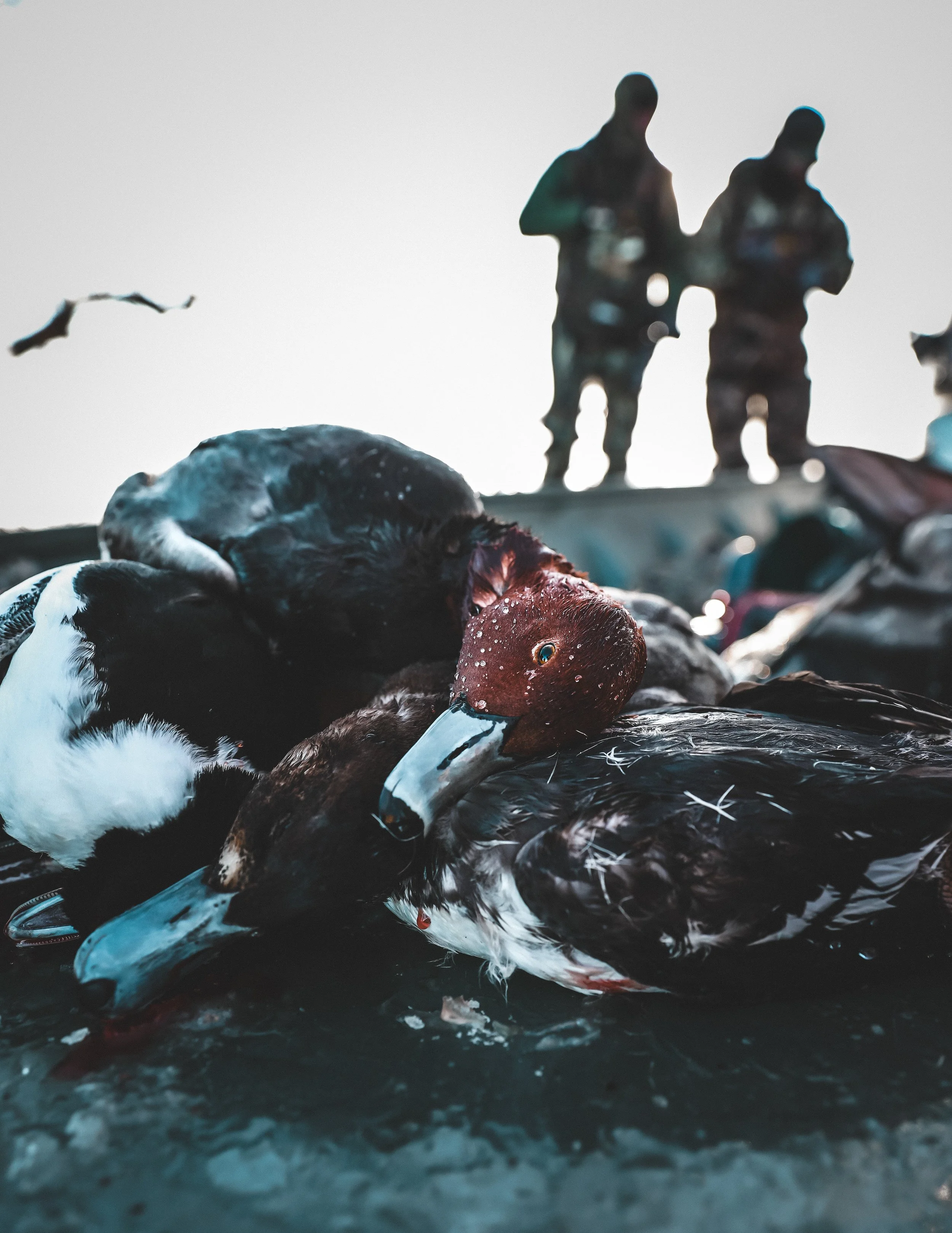 Two dead ducks lying on the surface with blood, with two people standing in the background holding cups.