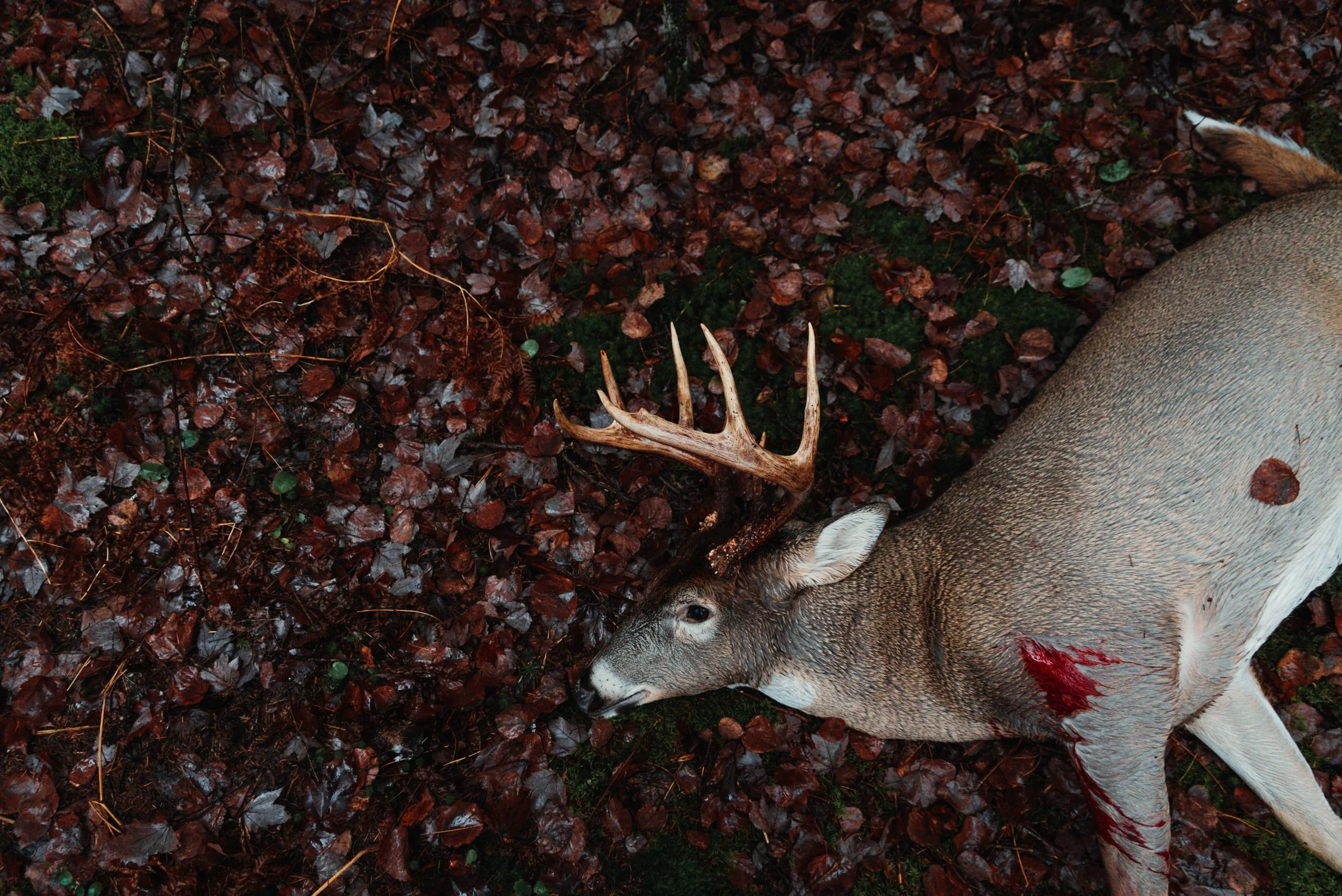 A dead deer with antlers lying on the ground covered with brown fallen leaves, with visible bloodstains on its hind leg.