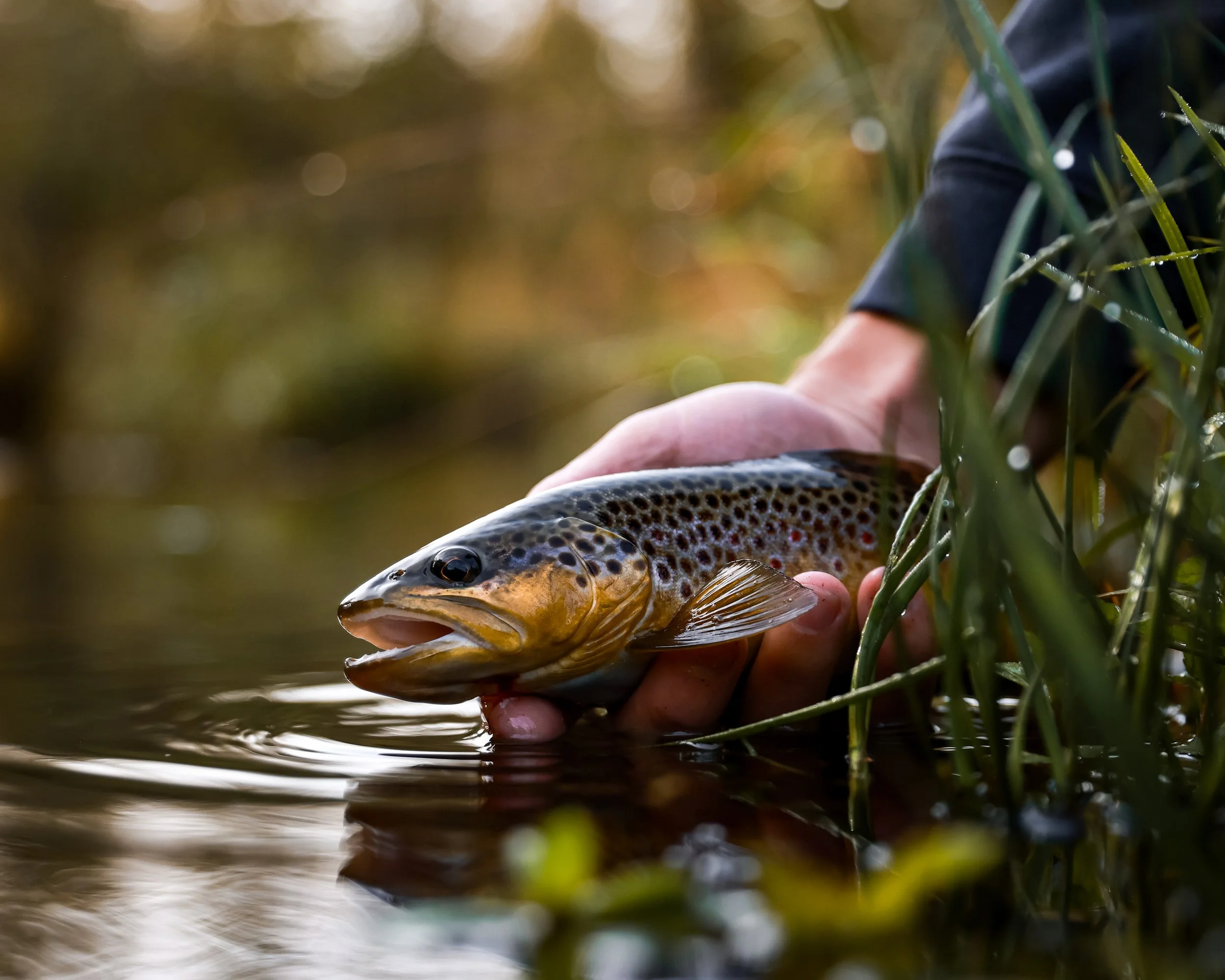 A person holding a brown trout near the water's edge surrounded by green grass and reeds.