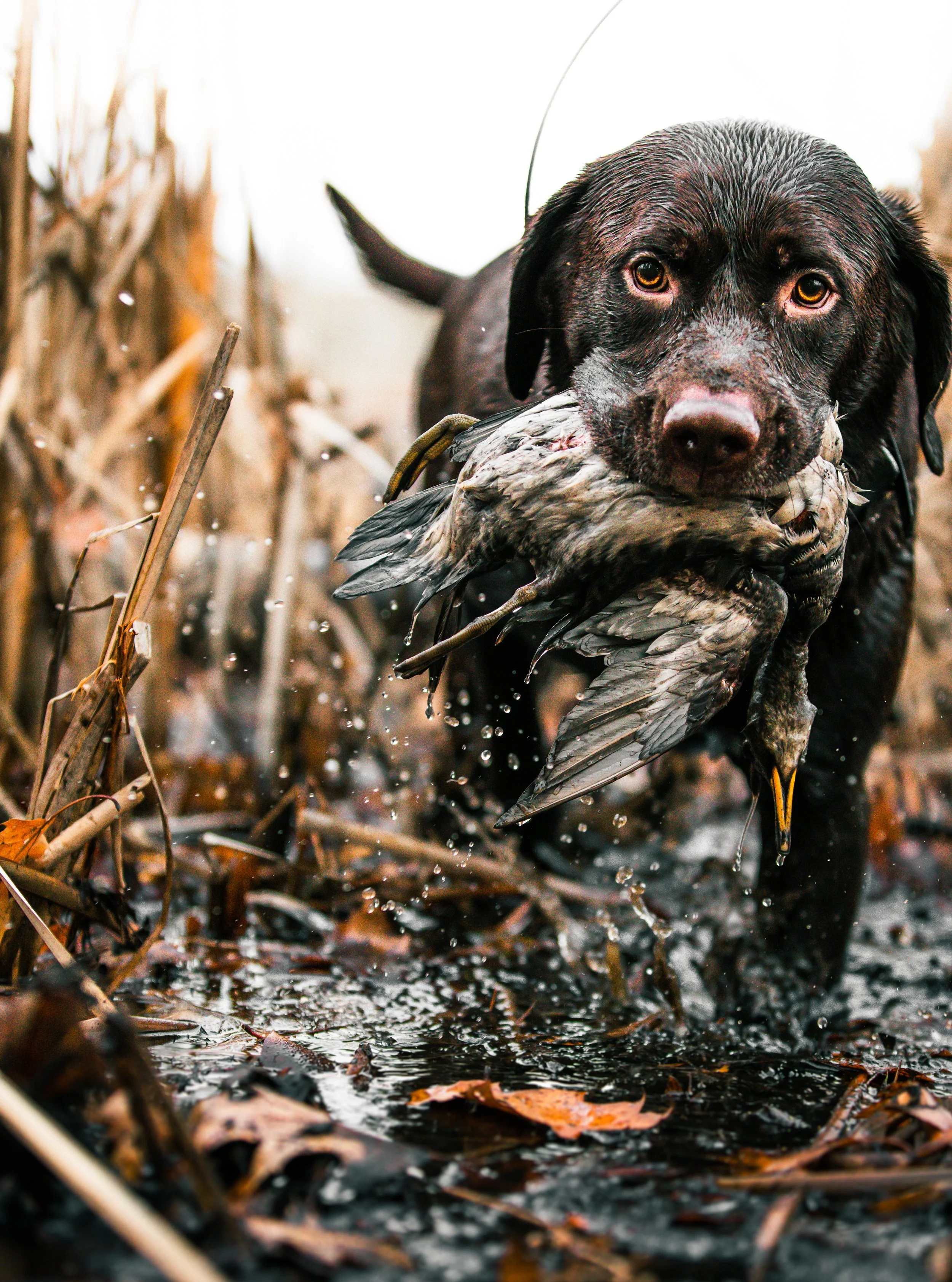 A dog retrieving a duck in a marshy area with fallen autumn leaves, water, and dried grass.