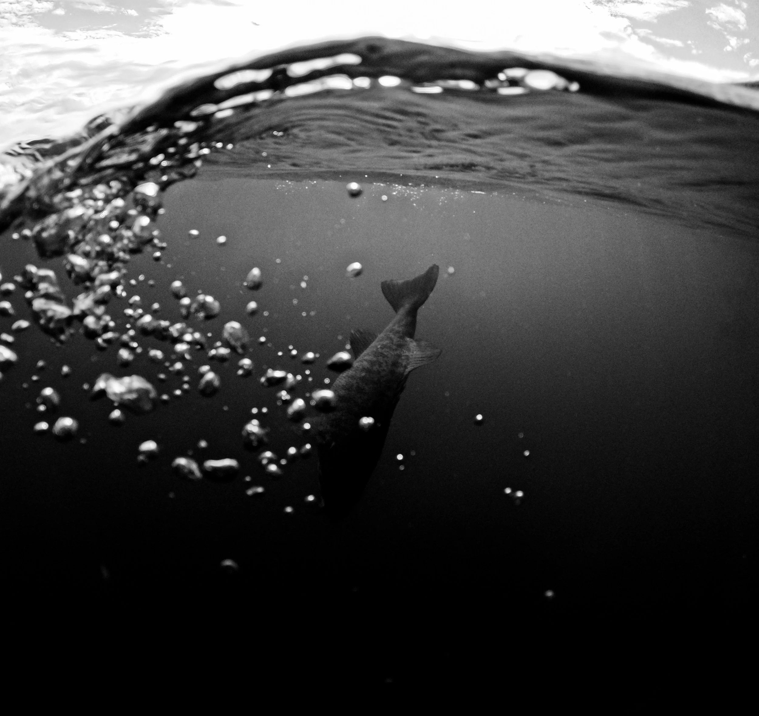 Underwater black-and-white photo of a fish swimming below the surface with bubbles around it.