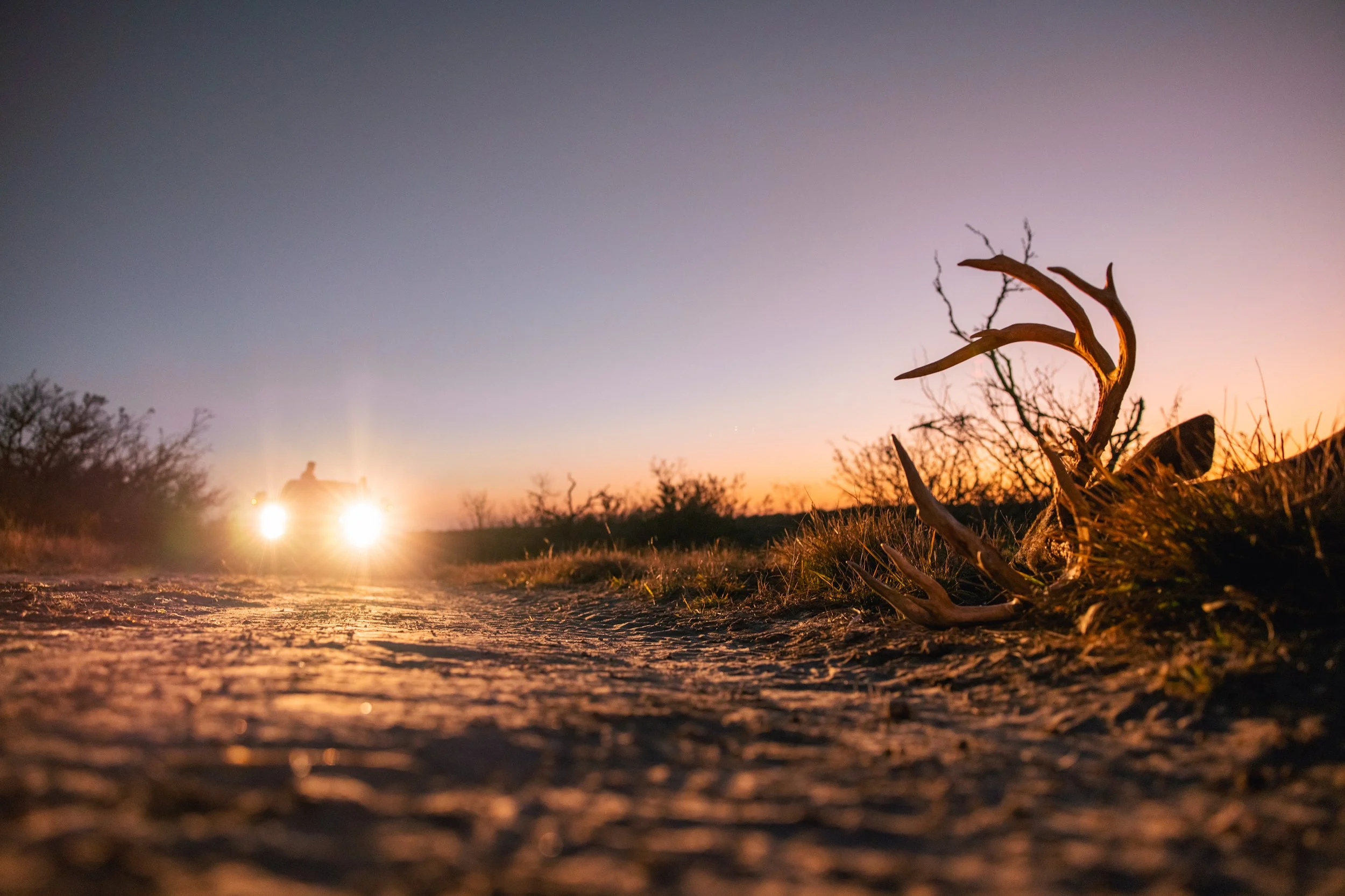 A landscape scene at sunset or dusk with a dirt road, dry bushes, and a fallen deer antler in the foreground. A vehicle with headlights on is visible in the distance, creating a bright glow against the twilight sky.