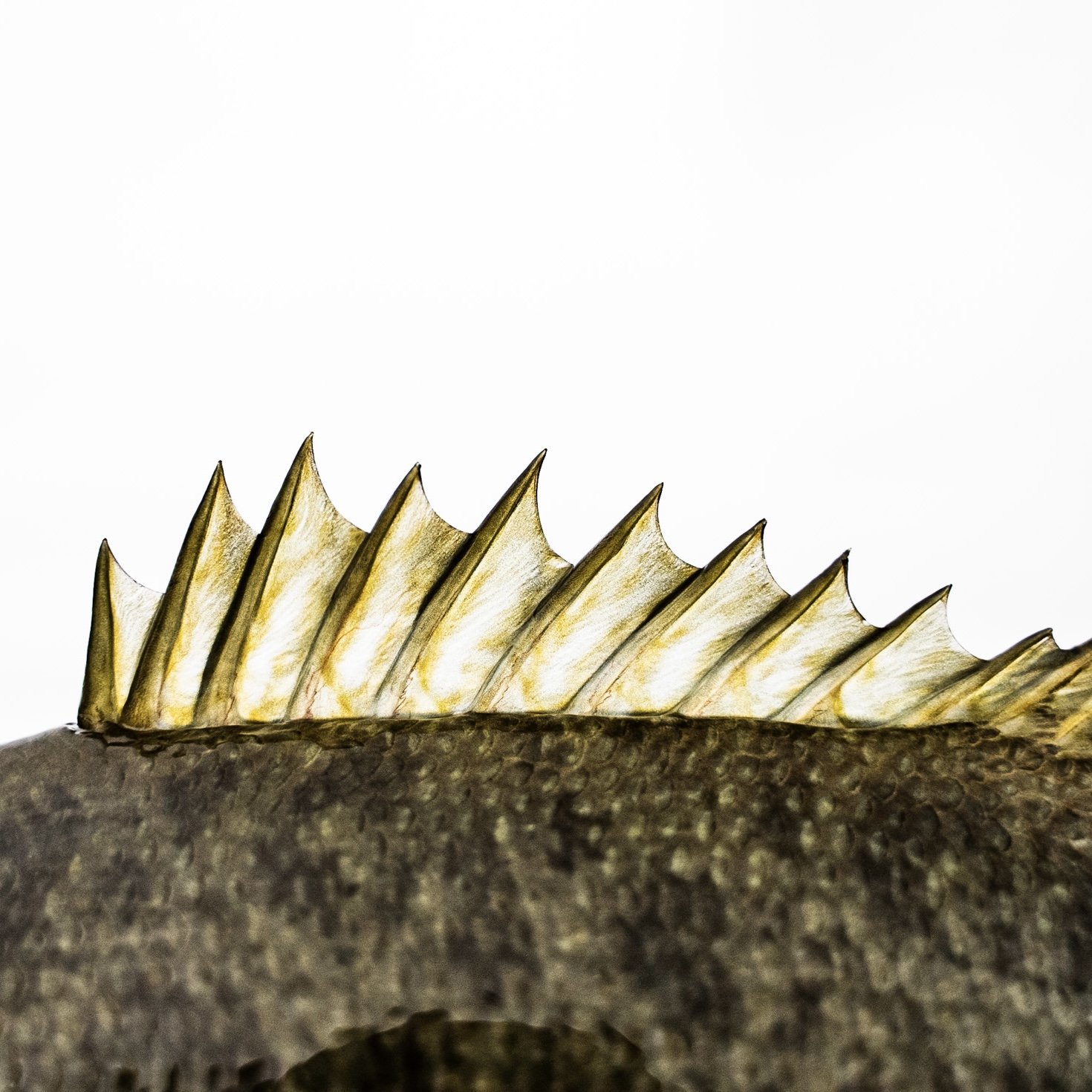 Close-up of a fish's dorsal fin with sharp, spiny rays, against a plain white background.