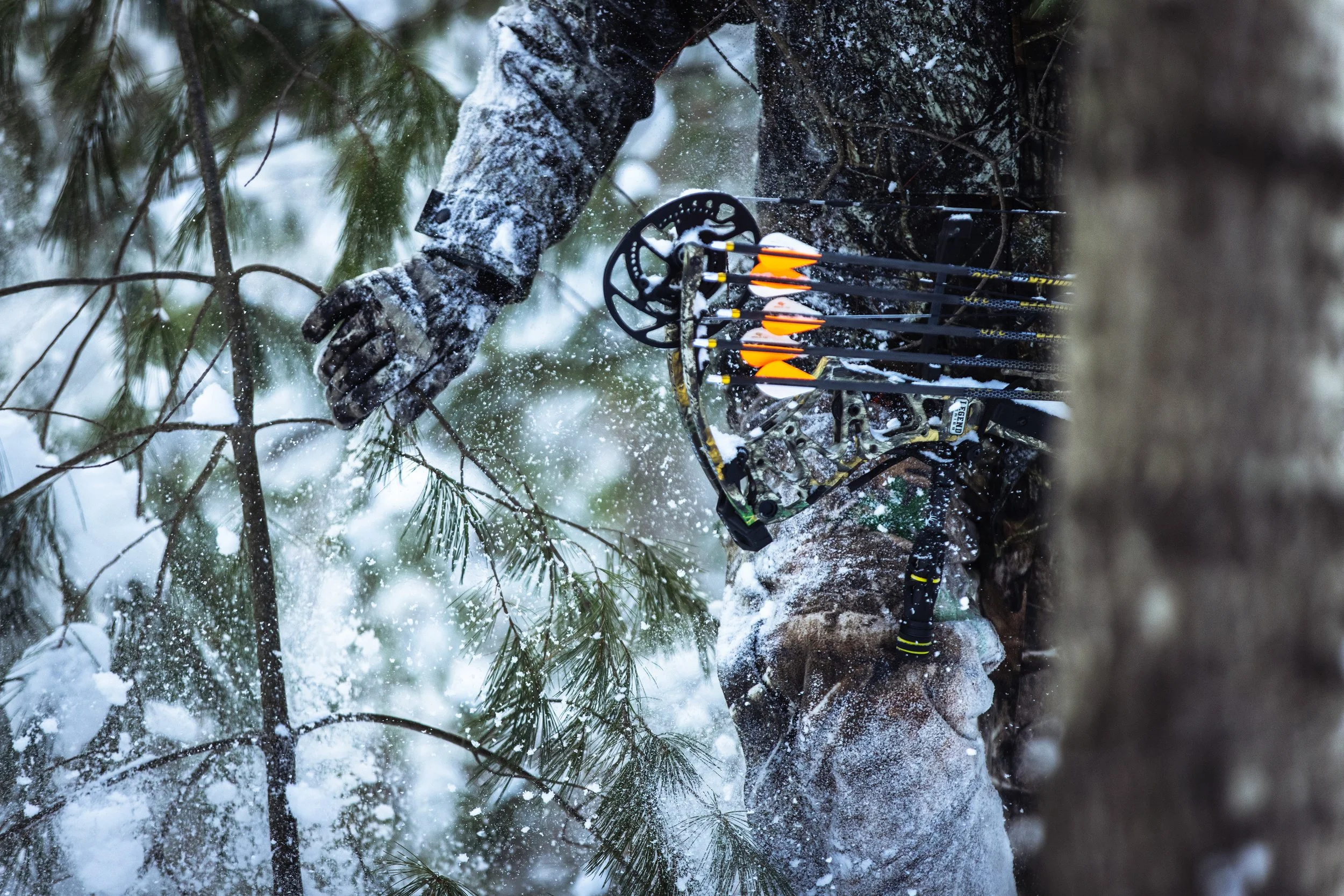A person wearing camouflage clothing and gloves is navigating through snow-covered pine trees while carrying a bow with orange arrows.