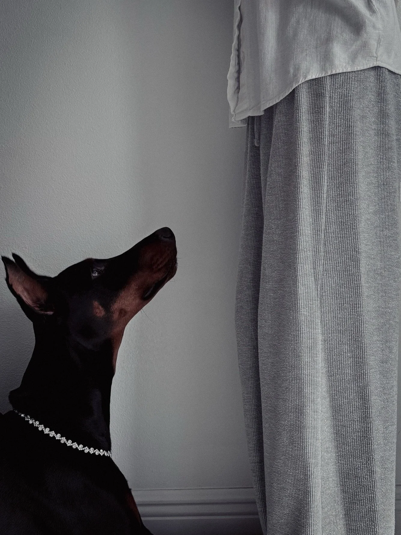 There exists a form of union that is not declared&mdash;
only demonstrated.

It does not announce itself through noise or command.
It reveals itself through restraint.

This is where the handler begins.

Design

The Doberman was not shaped for passiv