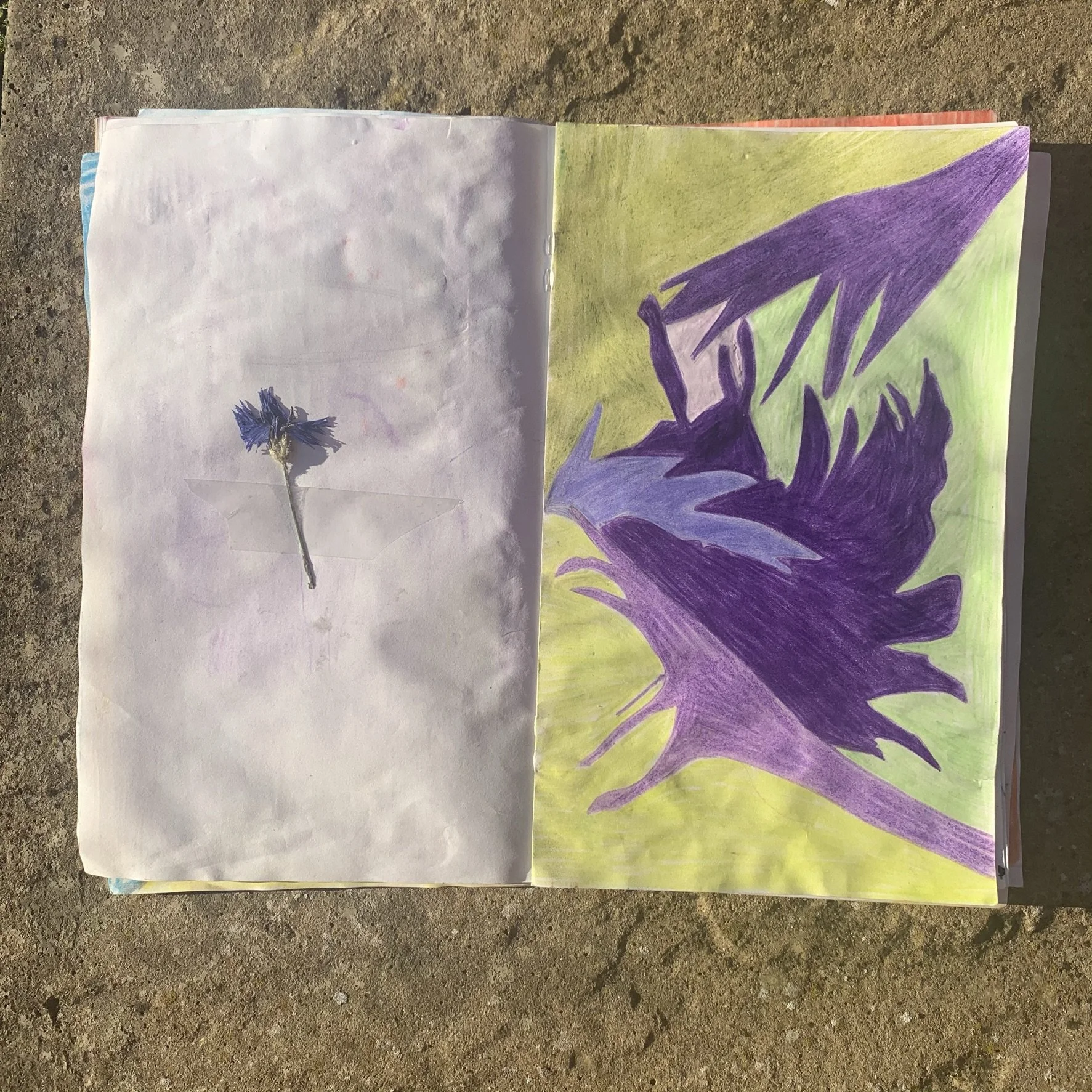 Open sketchbook on ground with a pressed blue flower on the left page and a colorful abstract drawing inspired by the flower on the other side. In shades of green and purple, in pencil.