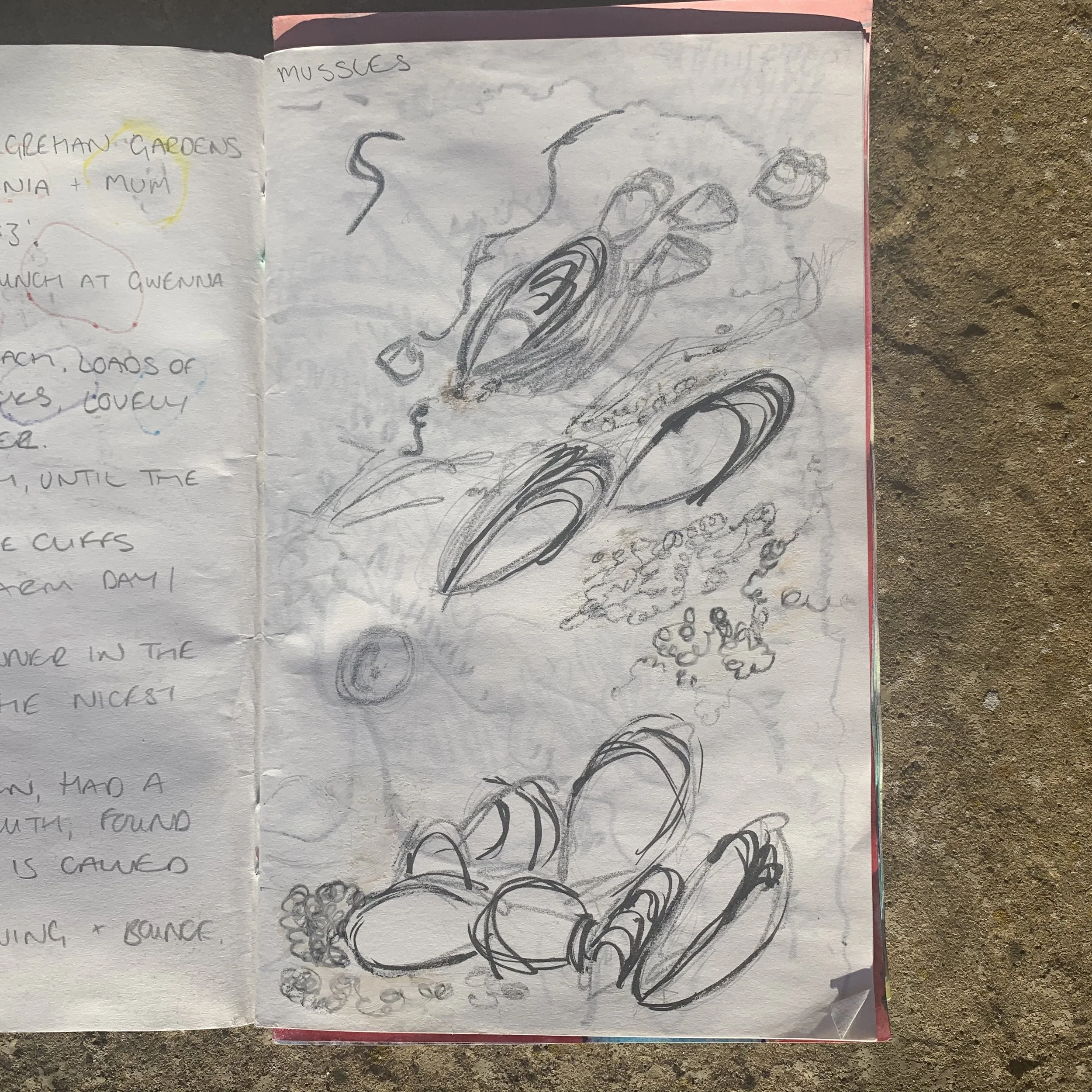 Hand-drawn sketch of mussel shells and rocks in a sketchbook on white paper in pencil. 