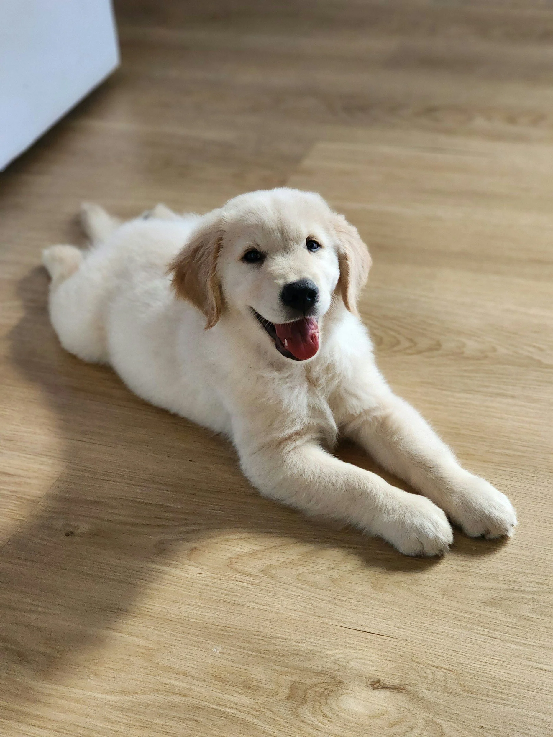 A happy, fluffy yellow Labrador puppy lying on a light wooden floor with its front legs extended and mouth open in a smile.