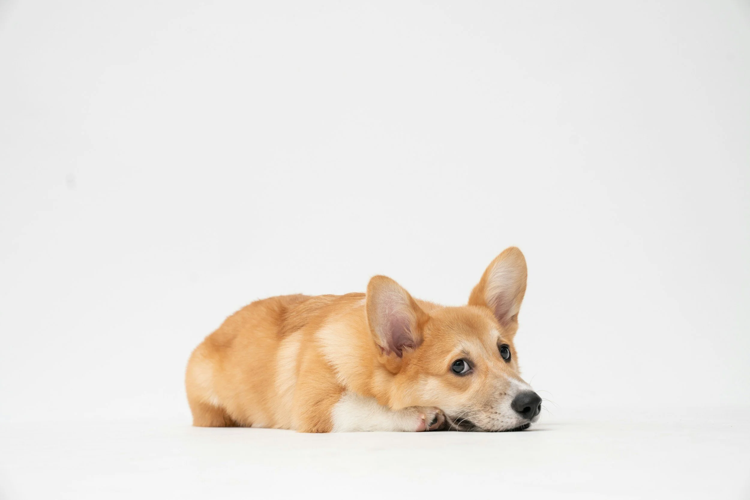 A cute corgi puppy relaxing on a white surface with a plain white background.