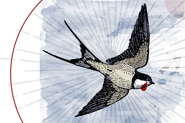 Illustration of a bird flying with a red and white object in its beak, set against a light background with radiating lines.