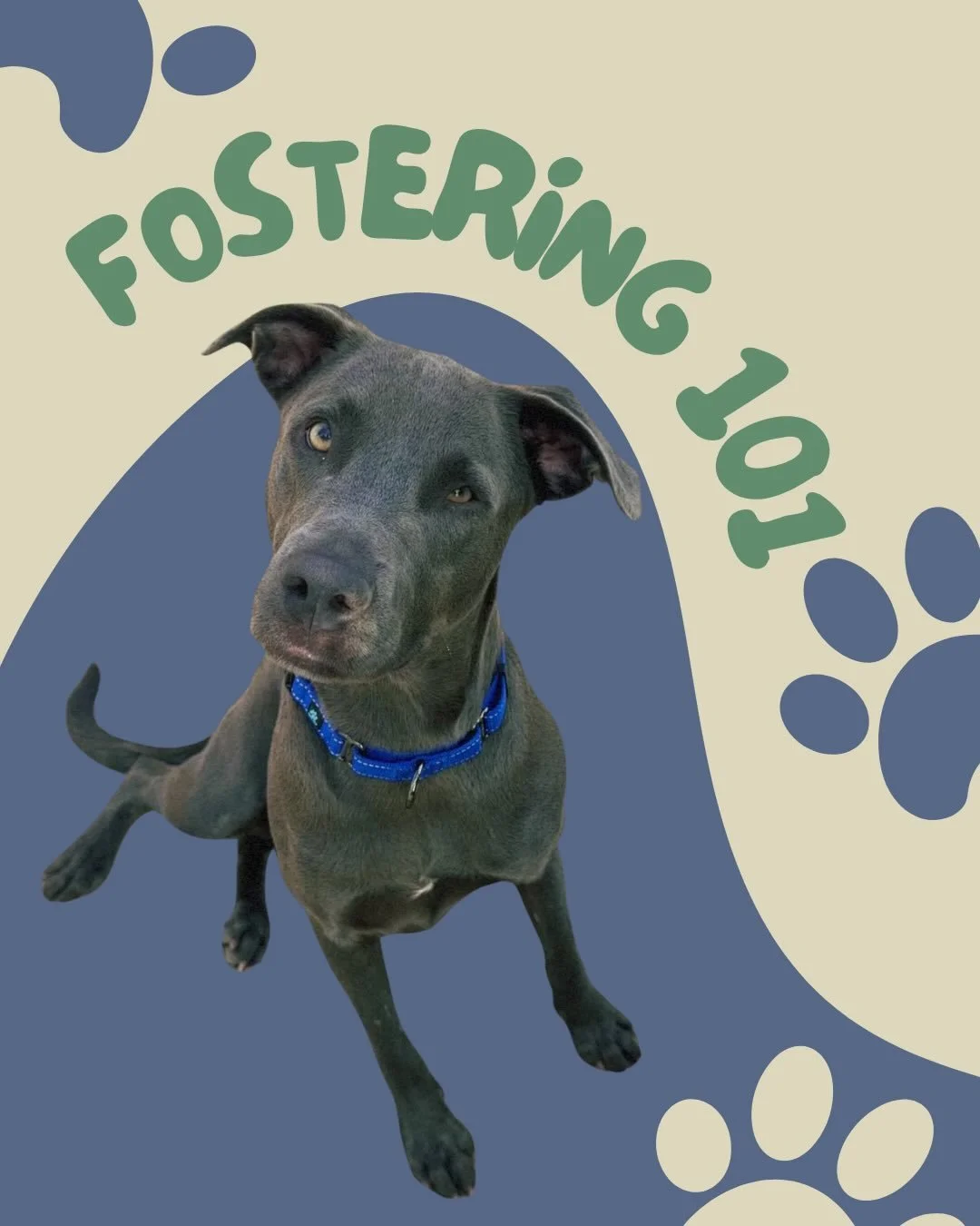 💙FOSTERING 101💙

Ever wondered about fostering, but thought you couldn&rsquo;t do it for whatever reason? It&rsquo;s free, rewarding and flexible. It is very important to us that all of our fosters feel supported through the whole process. 

With i