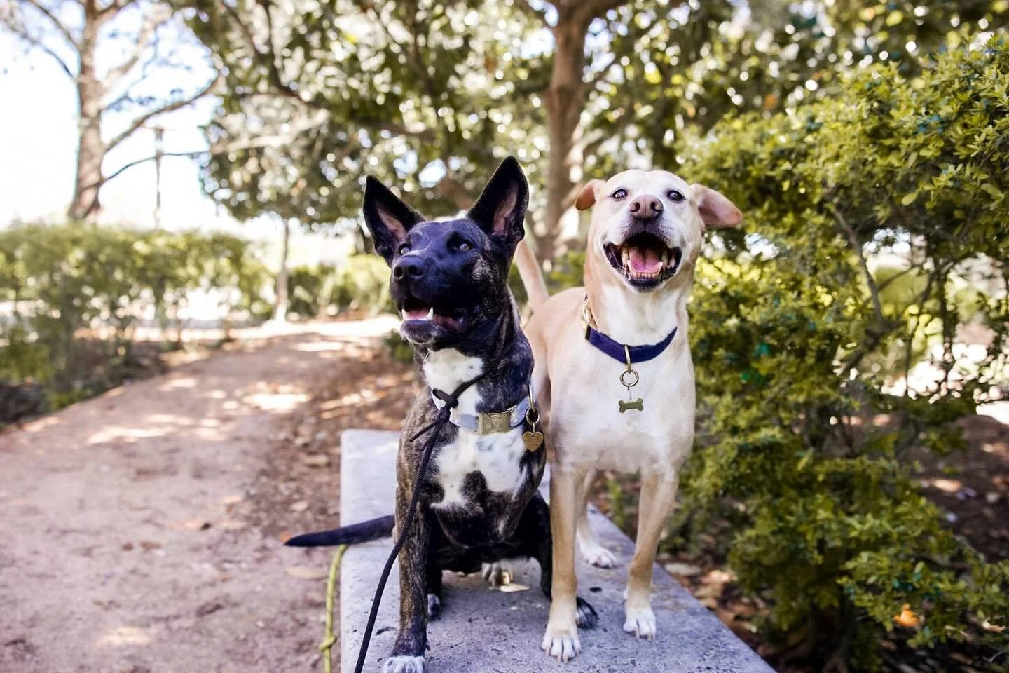 Myles wants to know if you&rsquo;re coming to our fundraiser in TWO WEEKS on May 9th at @cottonwoodbar from 2-5 PM? Raffles, drinks, merch and raising money for our Houston dogs!!!

Marcy will not be there because she&rsquo;s too much party so keep i