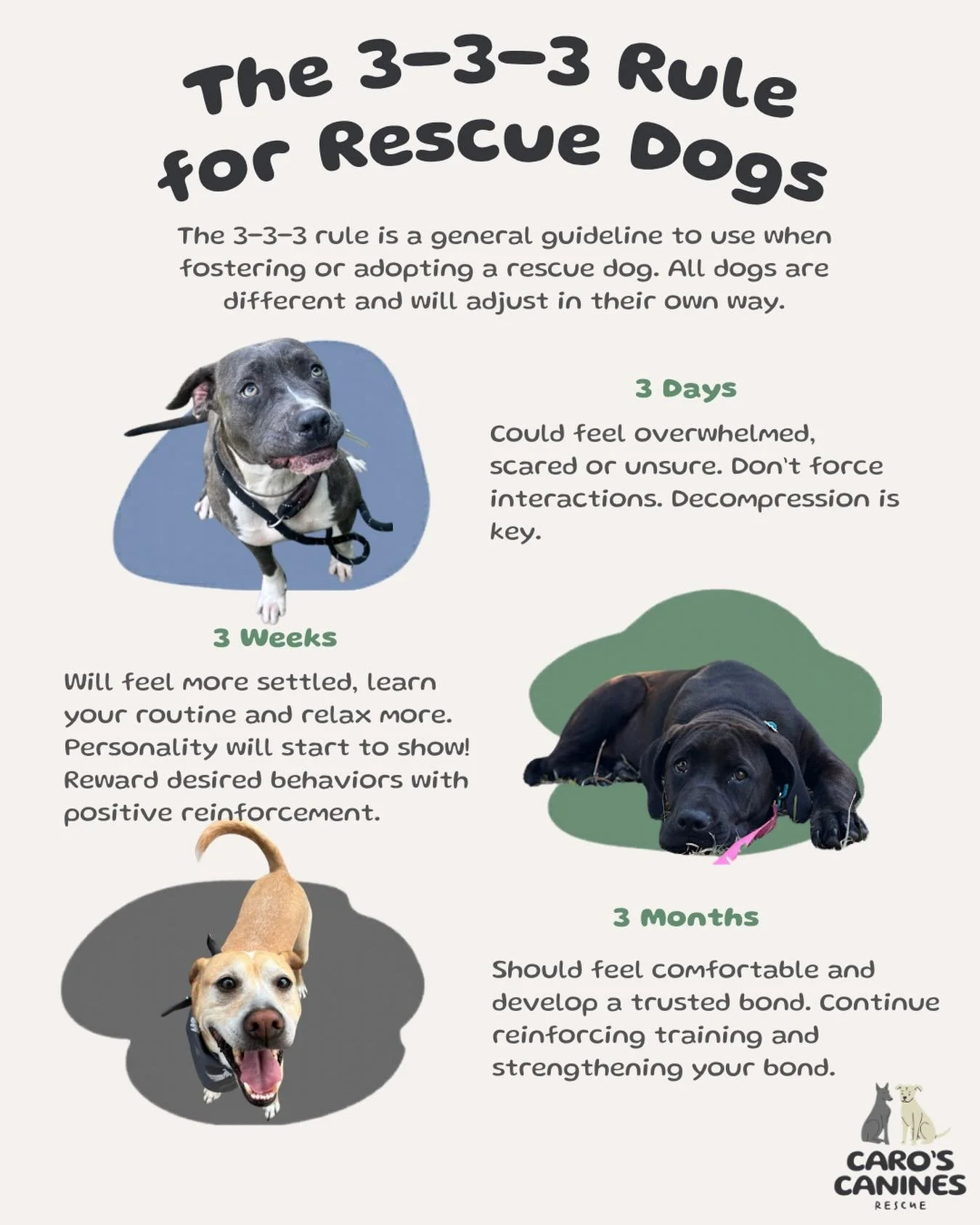 Since Violet and Miss Bradley are Caro&rsquo;s Canines Rescue&rsquo;s very first intakes, we wanted to post a reminder about the 3-3-3 rule for rescue dogs 💙💚

If you&rsquo;ve ever fostered a dog who wouldn&rsquo;t eat, drink, or even look at you i