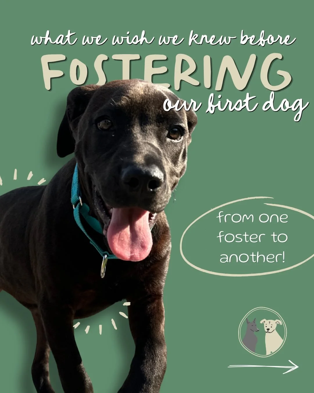 With intake in full swing, we are looking to recruit more fosters into our community so we can save more dogs just like Miss Bradley and Violet!

What fostering actually looks like - from our team with a collective experience of fostering almost 250 