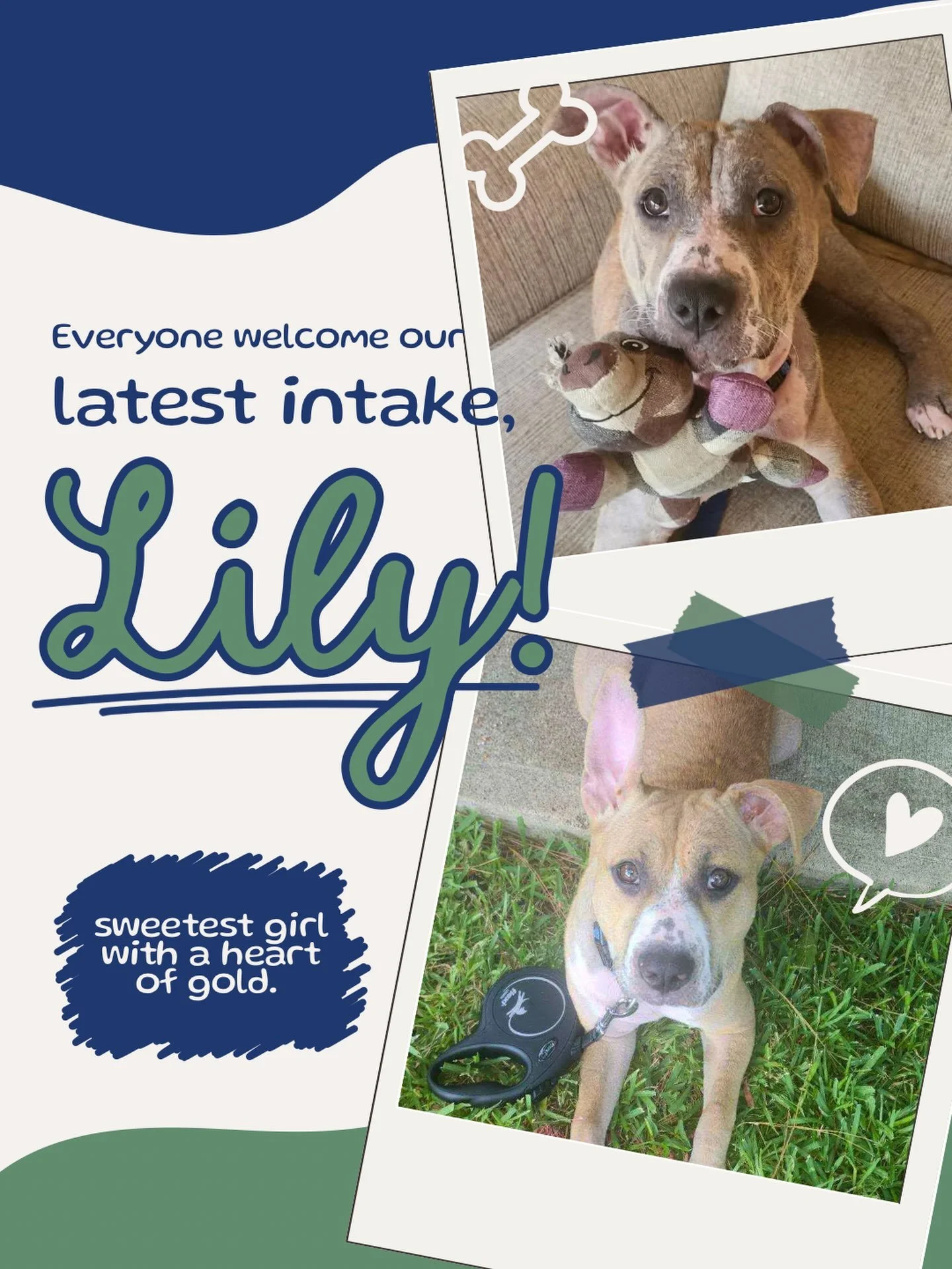 Welcome to Caro&rsquo;s Canines Rescue, Lily 🌸💚💙

Lily&rsquo;s previous owner found herself without a home and brought her to a Walmart parking lot last month to give her away. Our amazing foster and Good Samaritan, Denise, offered to take her hom