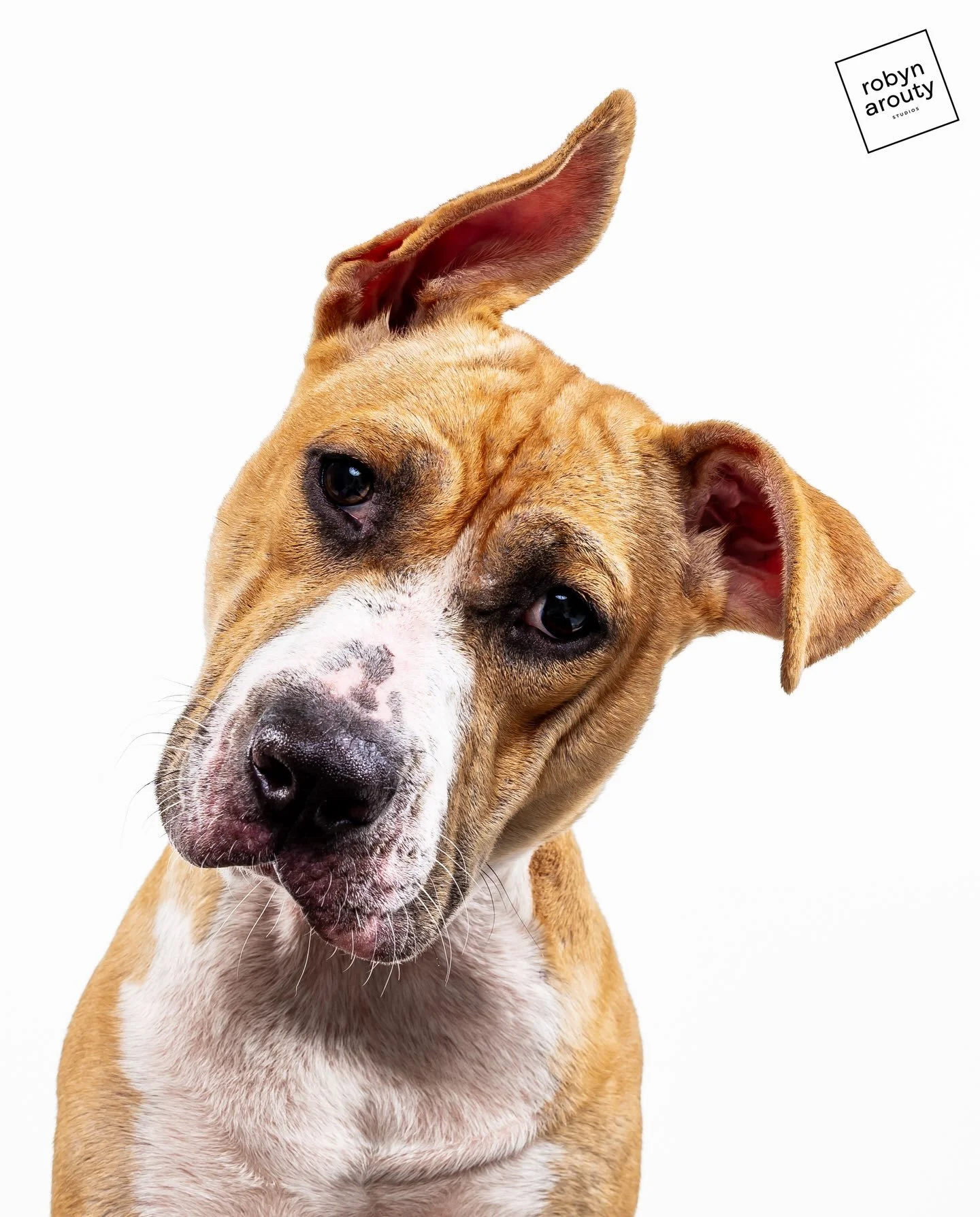 Lily is available for adoption!!! 💚💙🐾

In early June, she was a scared, mange-covered puppy handed off in a Walmart parking lot. Today she&rsquo;s a full-blown 5-month-old teen. Loves chew toys, following her foster room to room, curious about eve