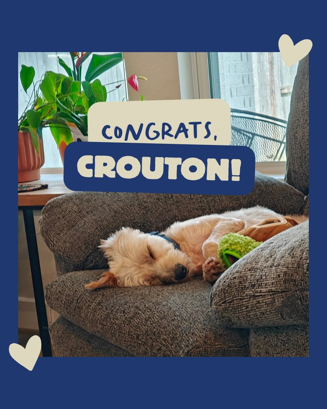 Exciting news - Crouton was adopted!! 💙💚

Once a matted owner surrender at the shelter, now Crouton is living his best life with a wonderful couple. He is going on walks with his new dad, taking lots of couch naps and has a best buddy named Charlot