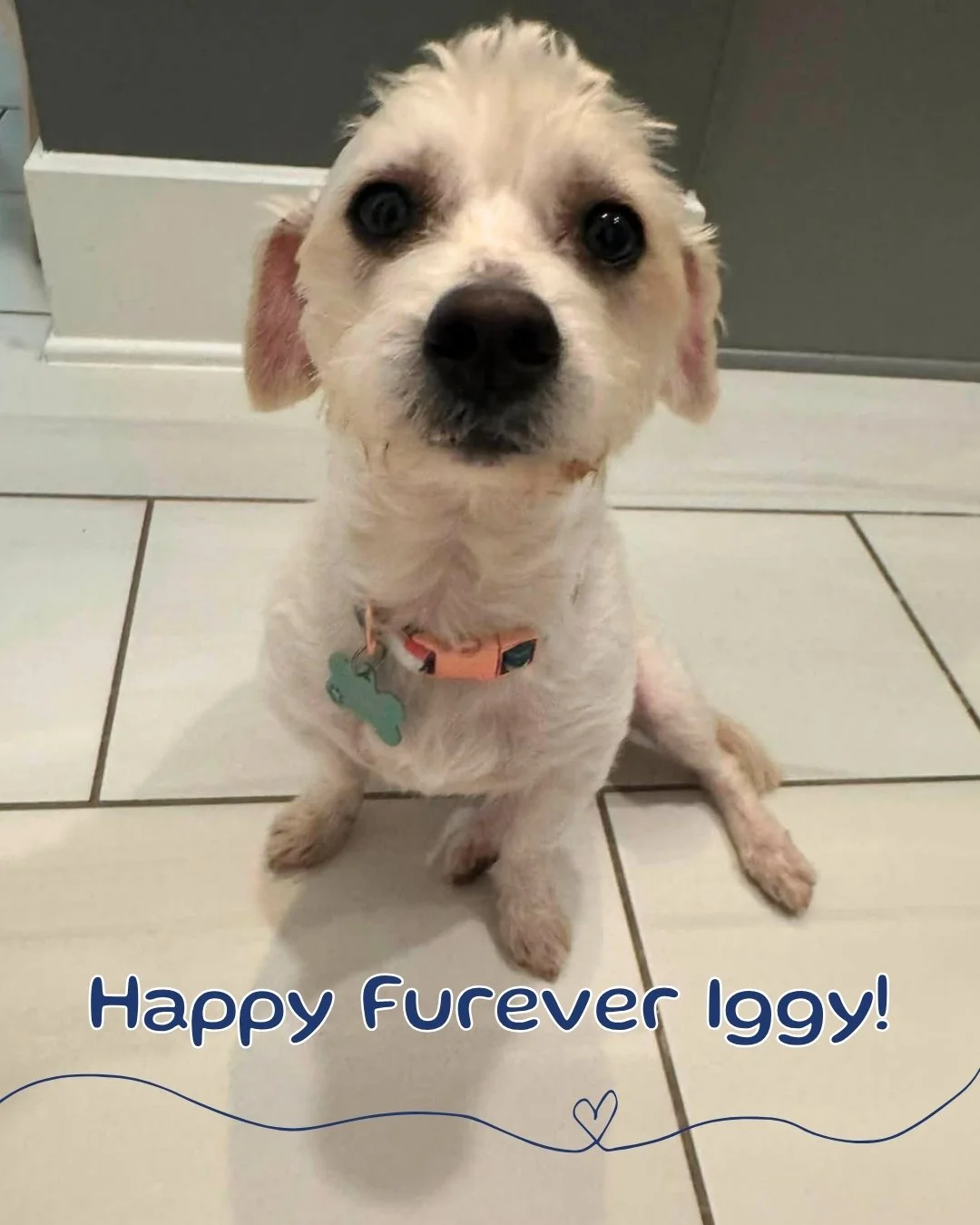 Iggy found his people!! 💙💚

Iggy came to us as an owner surrender from BARC. Even at the shelter, this guy was pure joy. He settled into the good life quickly thanks for his amazing foster @hannahzphillips and she helped him learn he&rsquo;d never 