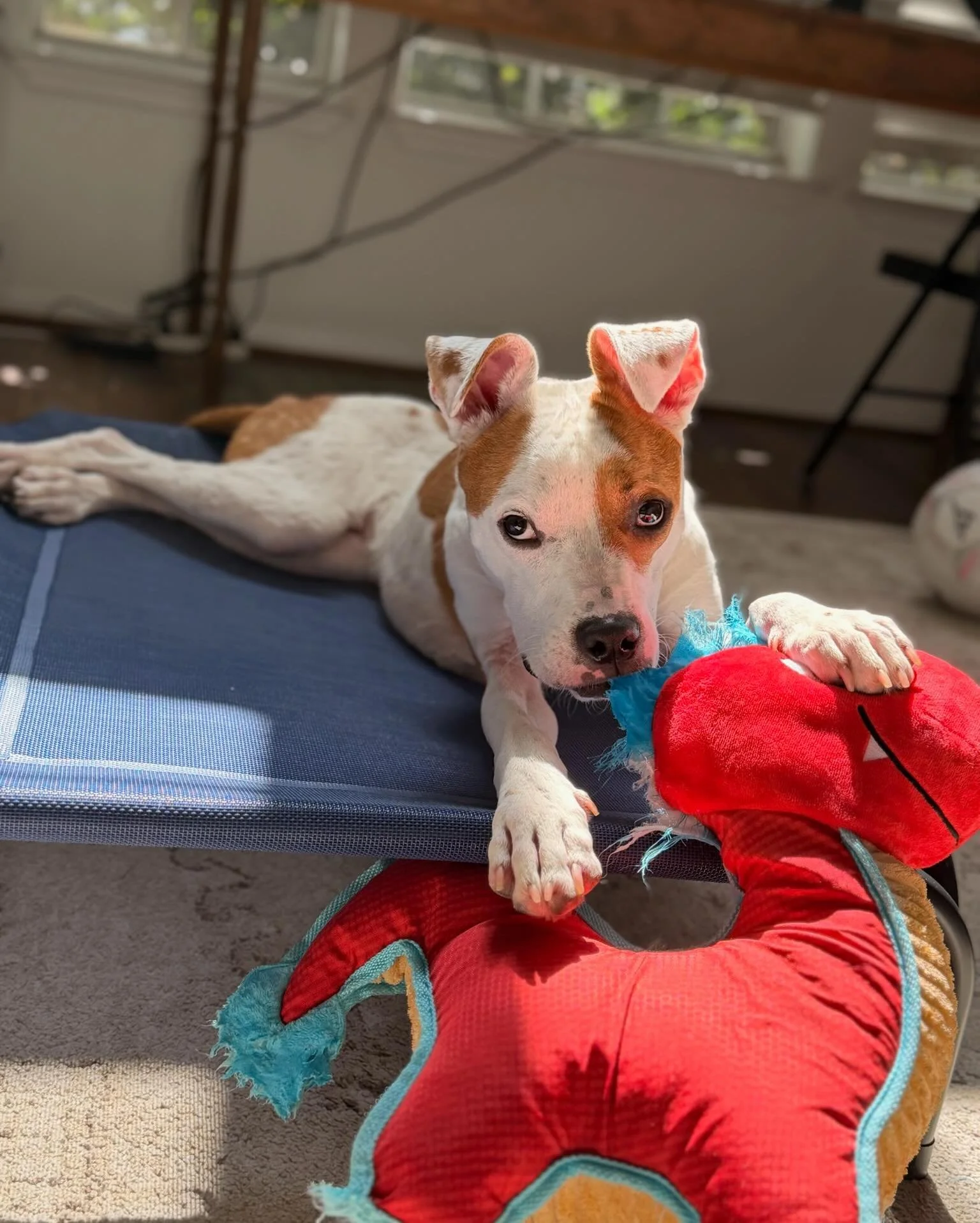 Cashew needs surgery 💚💙

Cashew&rsquo;s incredible foster let us know last week that his leg was bothering him. X-rays revealed an old fracture near his knee that healed in the wrong position. It&rsquo;s shifted his kneecap out of place and put ext