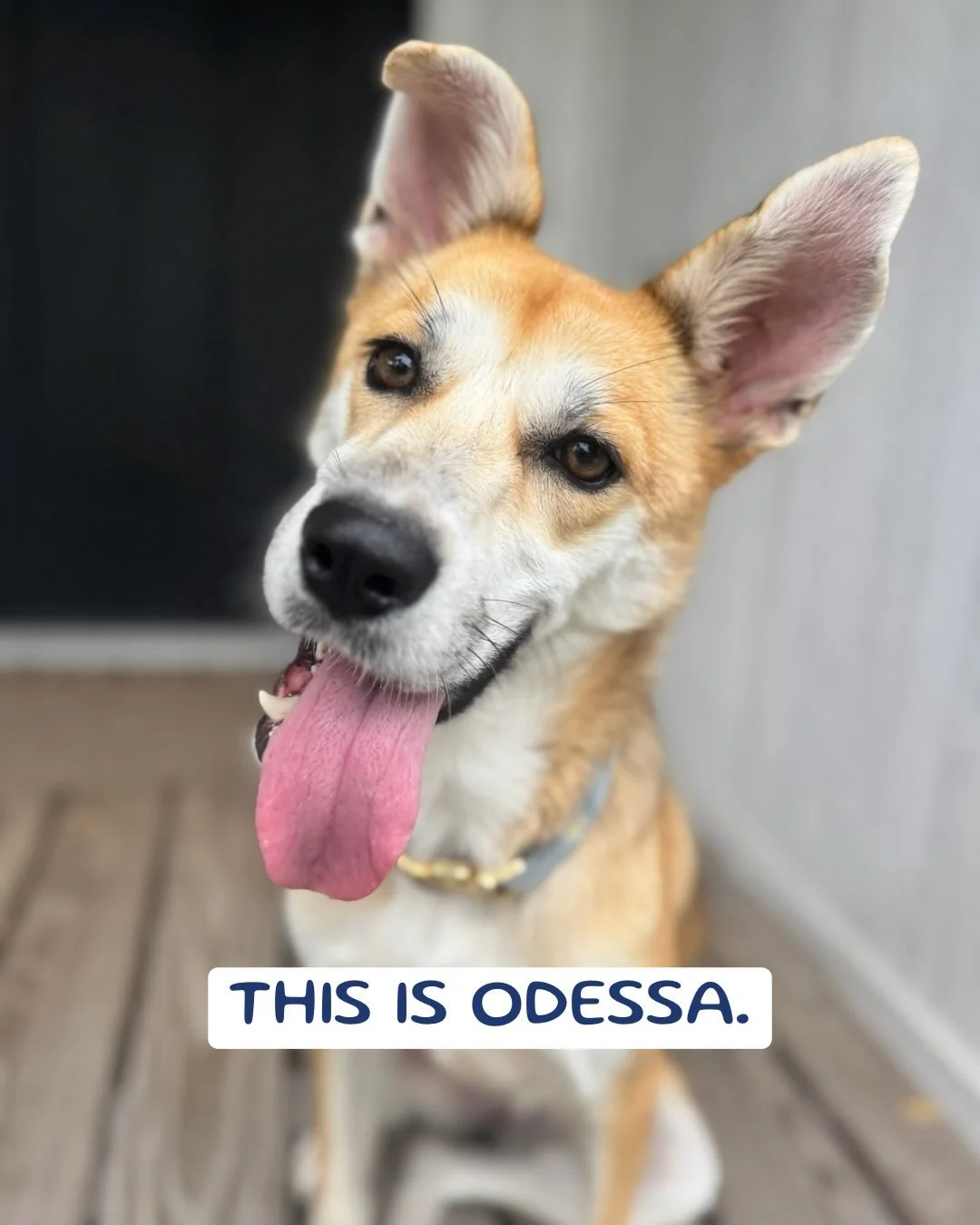 Odessa is officially ready to find her people. 🤍

She may have started as just another dog at BARC, but it didn&rsquo;t take long for us to see just how special she is. She&rsquo;s dog friendly, crate trained, loves everyone she meets, and has the s