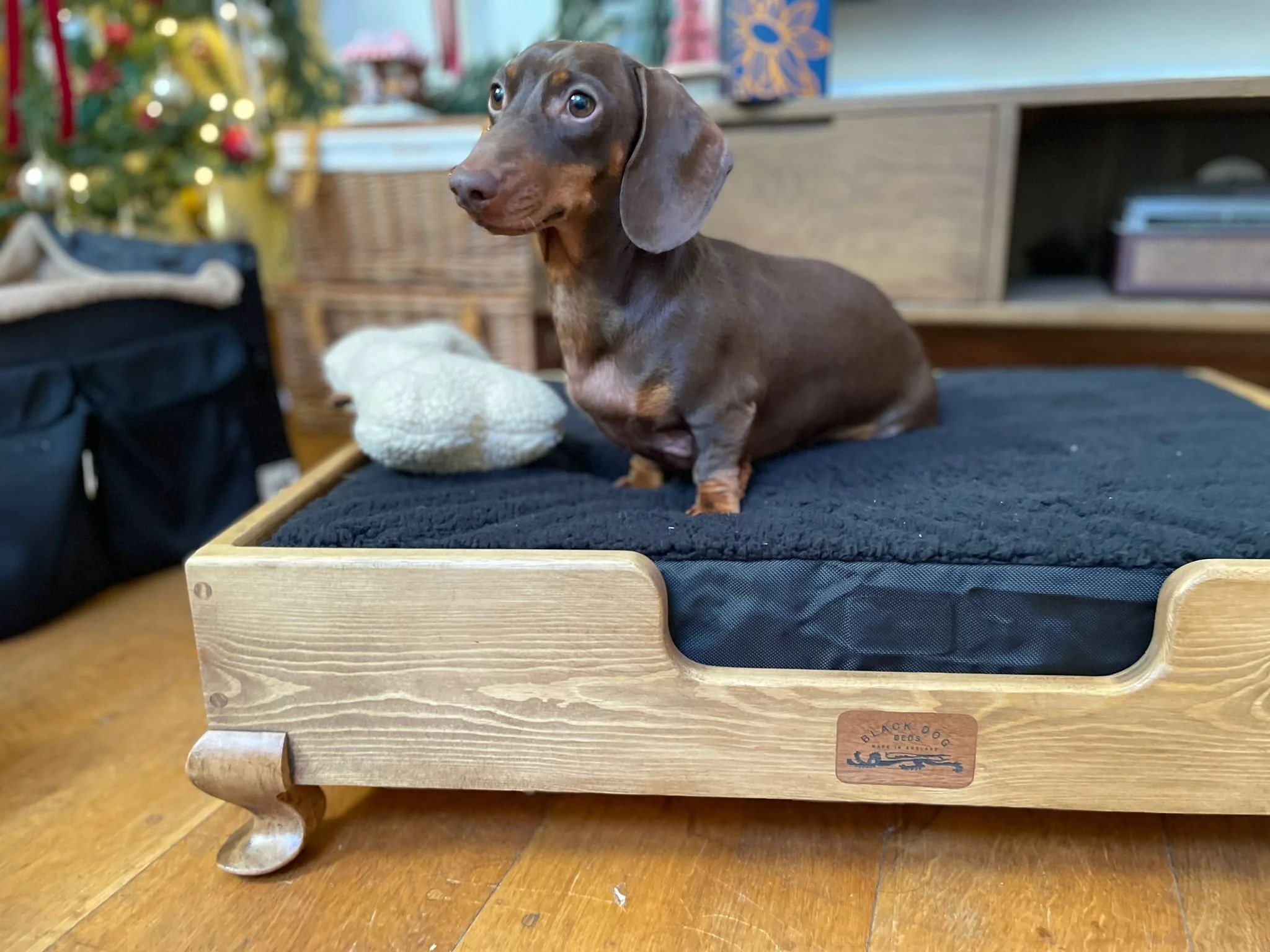 Dachshund in pine "Duke" size small finished in "dark"