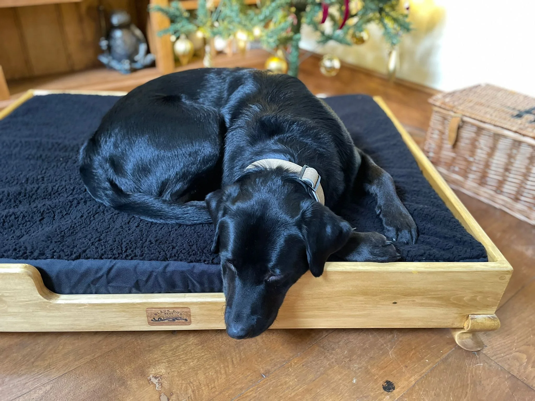 Labrador on size XL pine "Duke" Finished in light