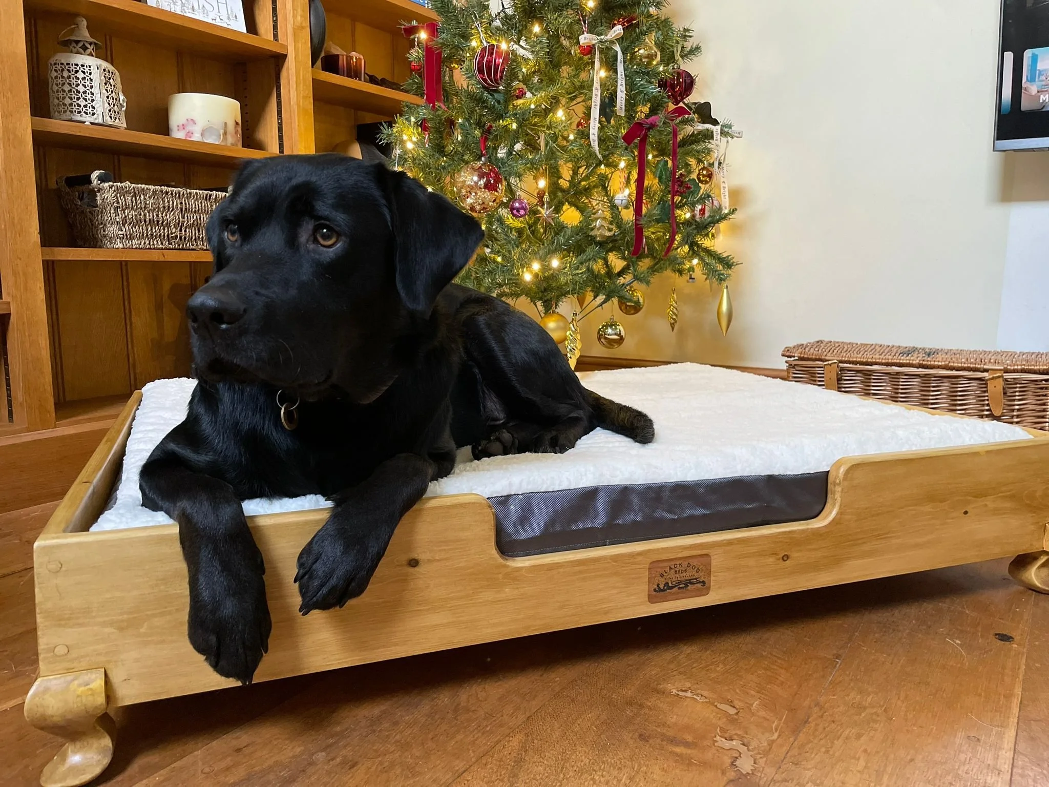 Labrador on size XL pine "Duke" Finished in light
