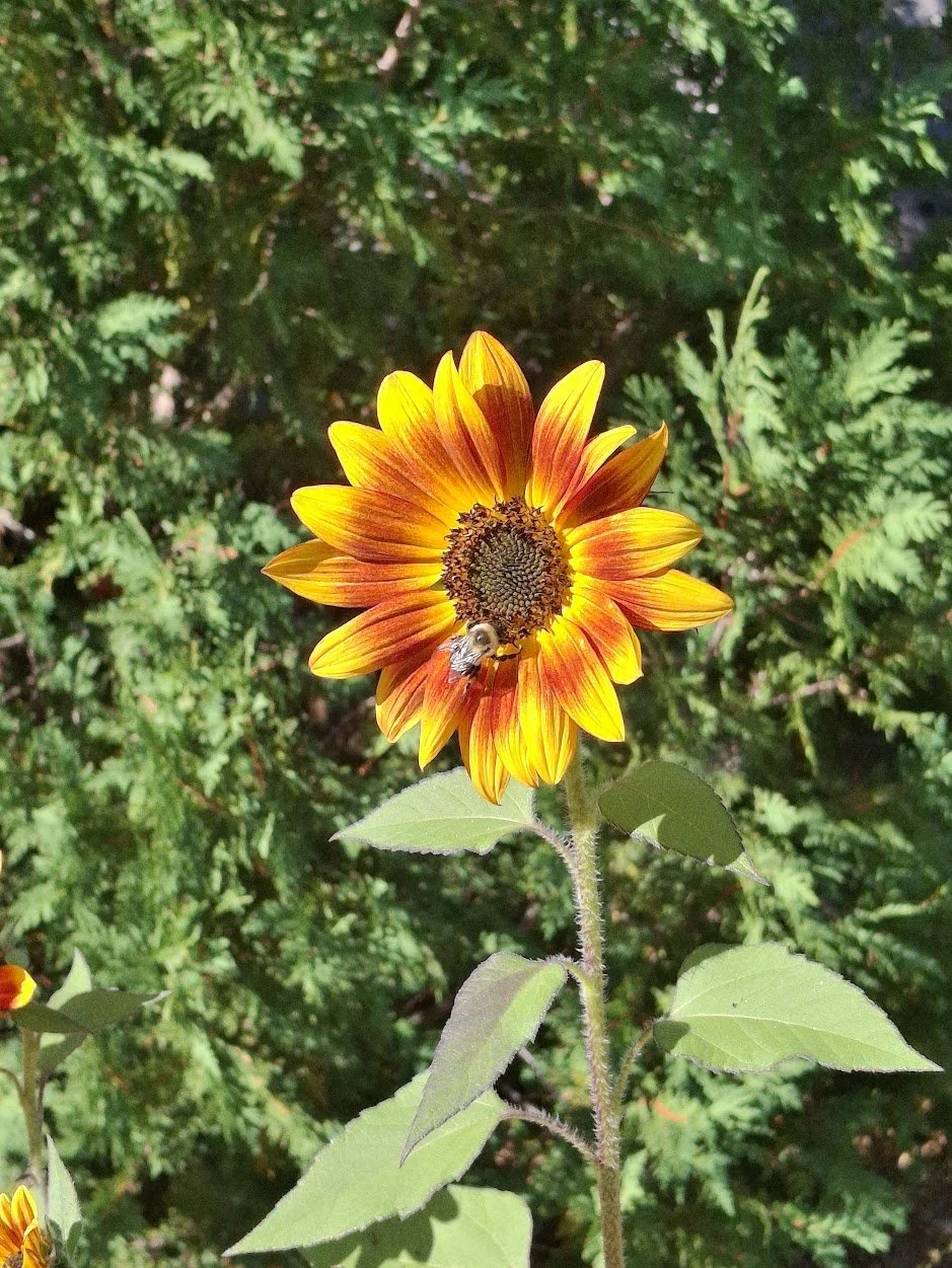 A sunflower with orange and yellow petals, and a bee on lower petals, in front of green foliage.