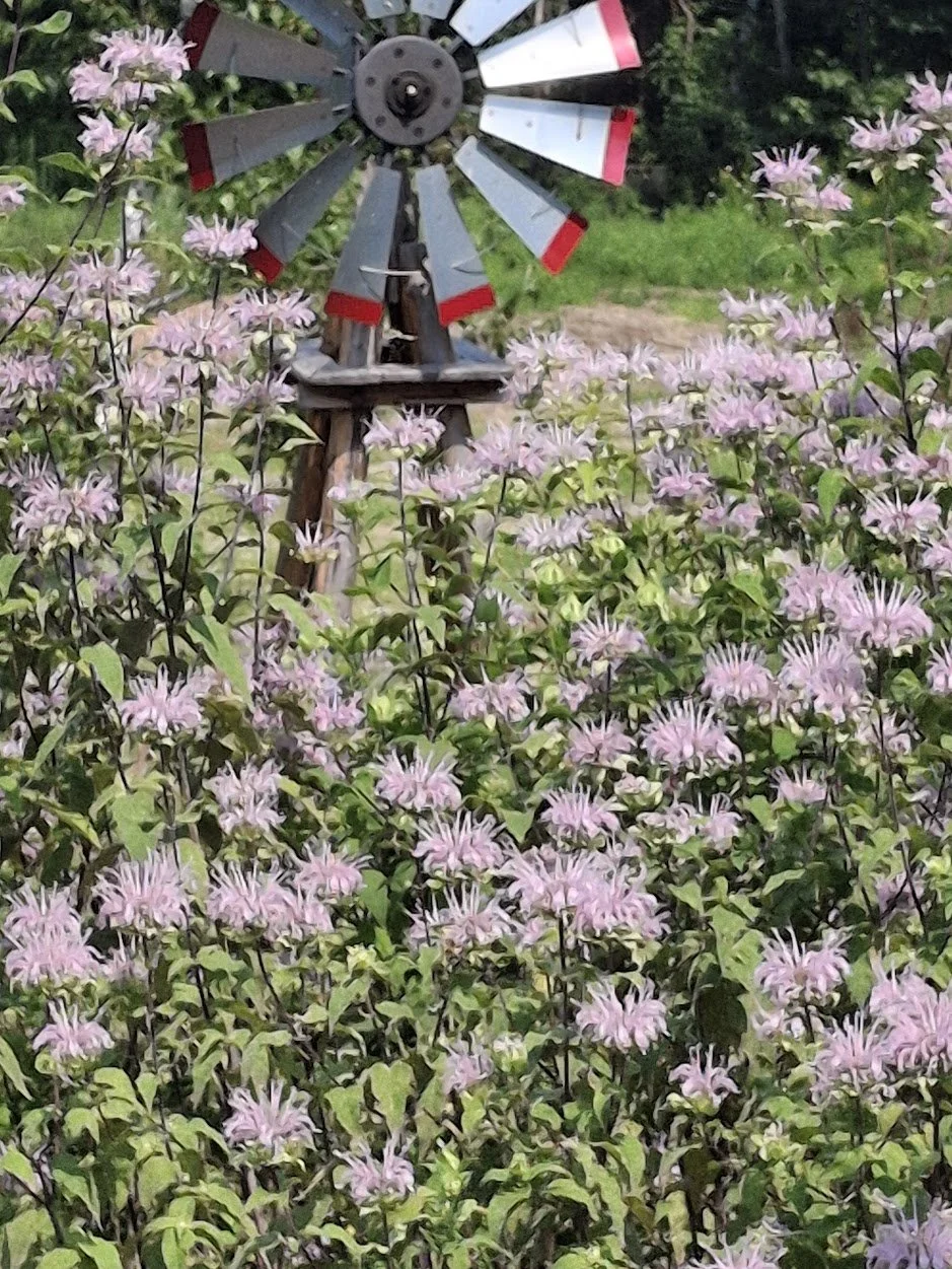 Intro to Medicinal Herbs