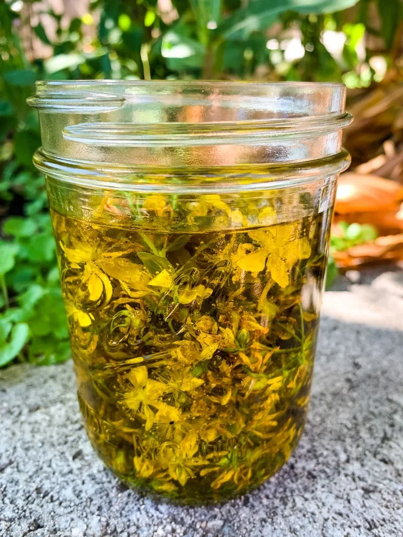 making-st.-johns-wort-oil.webp