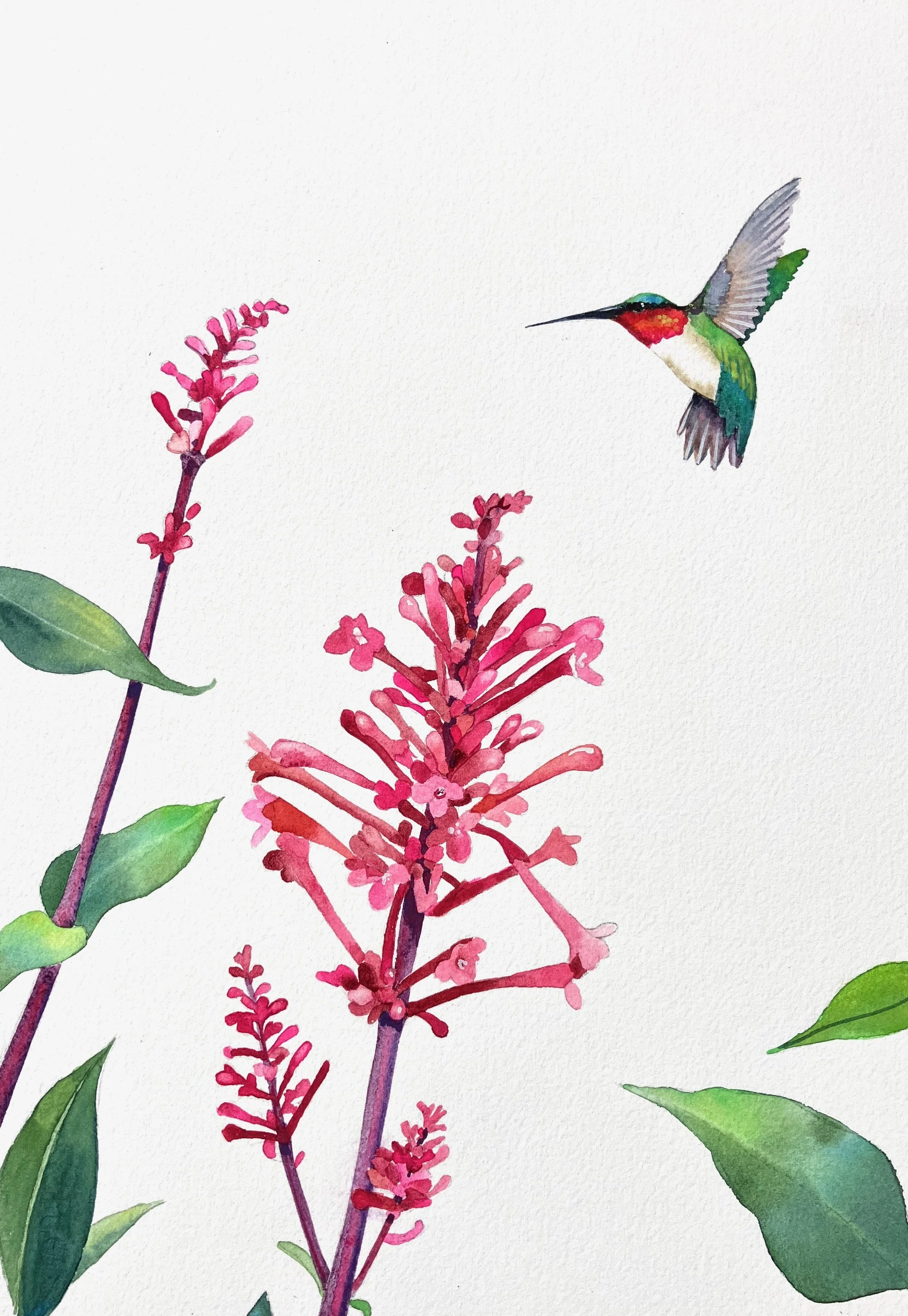Firespike Flyby 16"x20" watercolor $350
