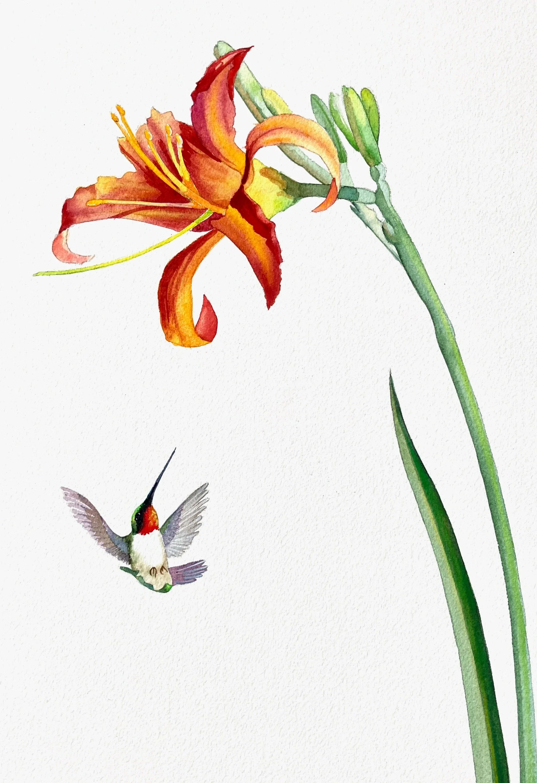 Daylily Dally  16"x20" watercolor $350