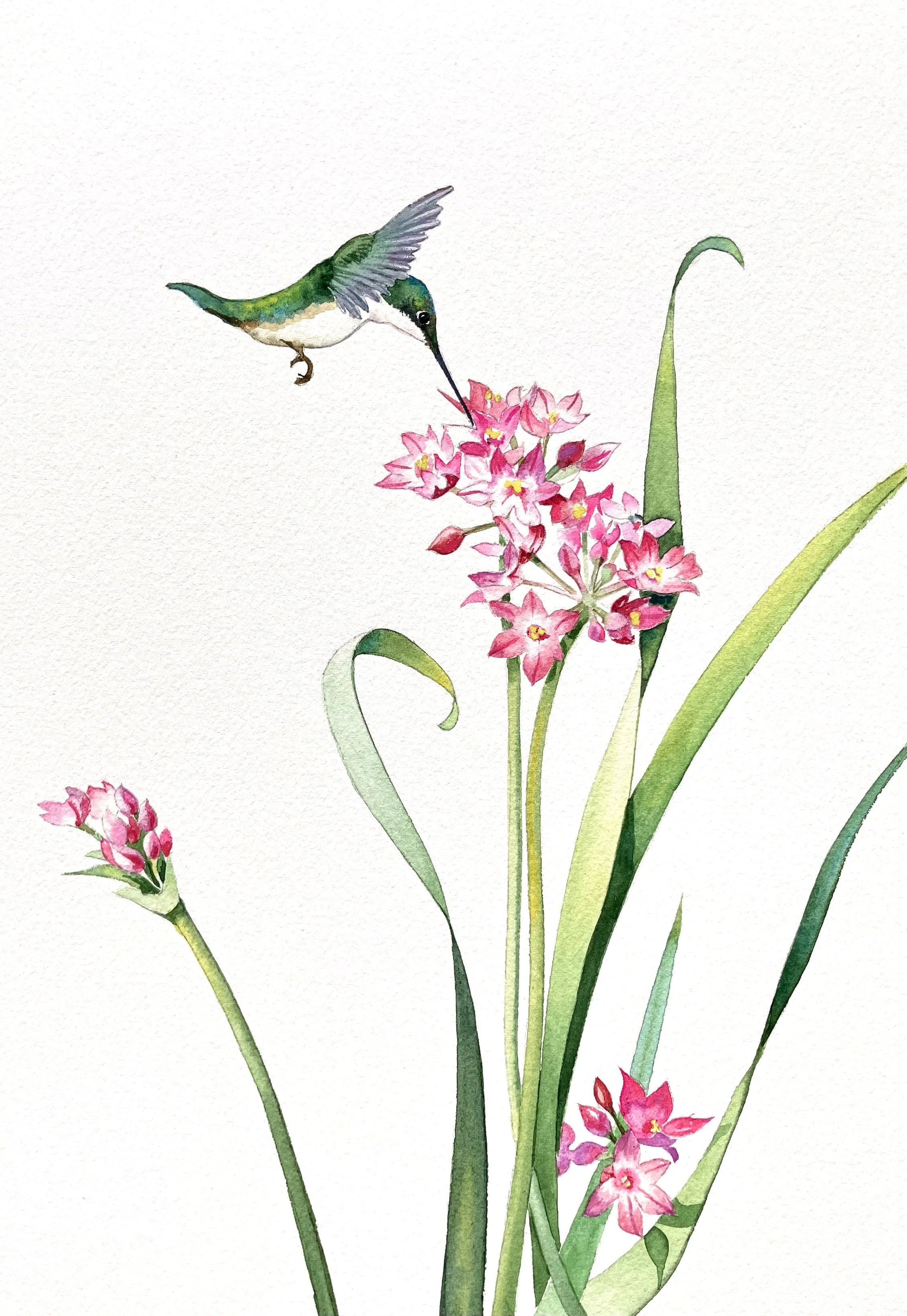 "Aim for Allium" 16"x20" watercolor $350