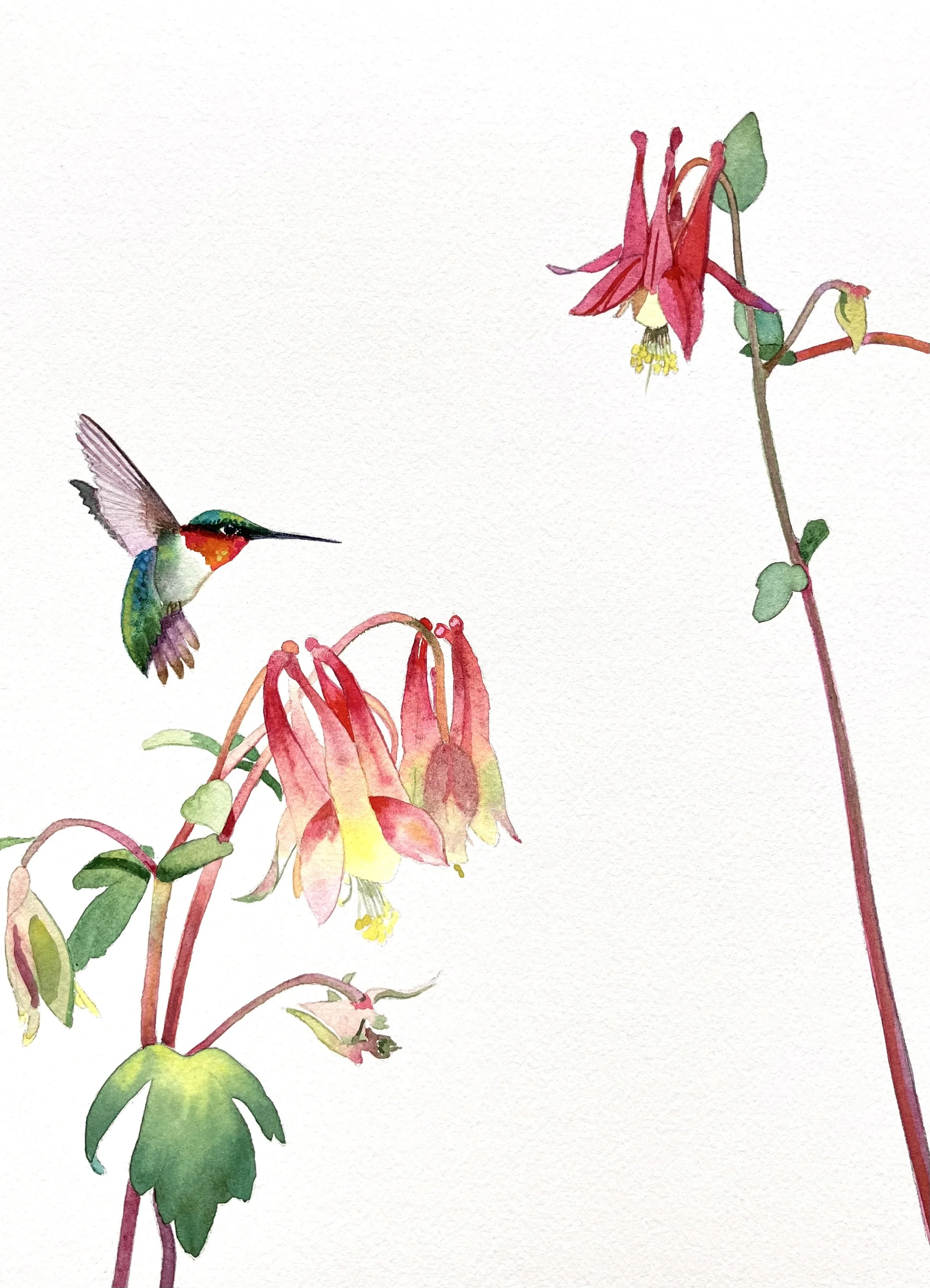 "Catch a Columbine" 16"x20" watercolor $350