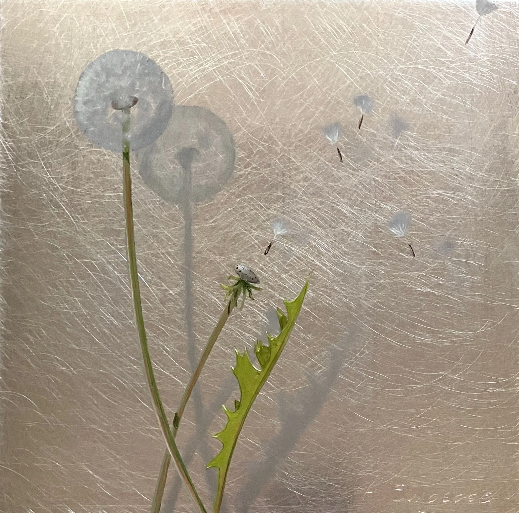 "Airy Dandelions"  8"x8" oil on aluminum  $225