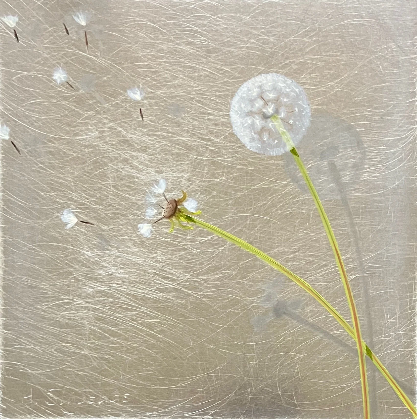 "Muni Dandelions" 8"x8" oil on aluminum $225