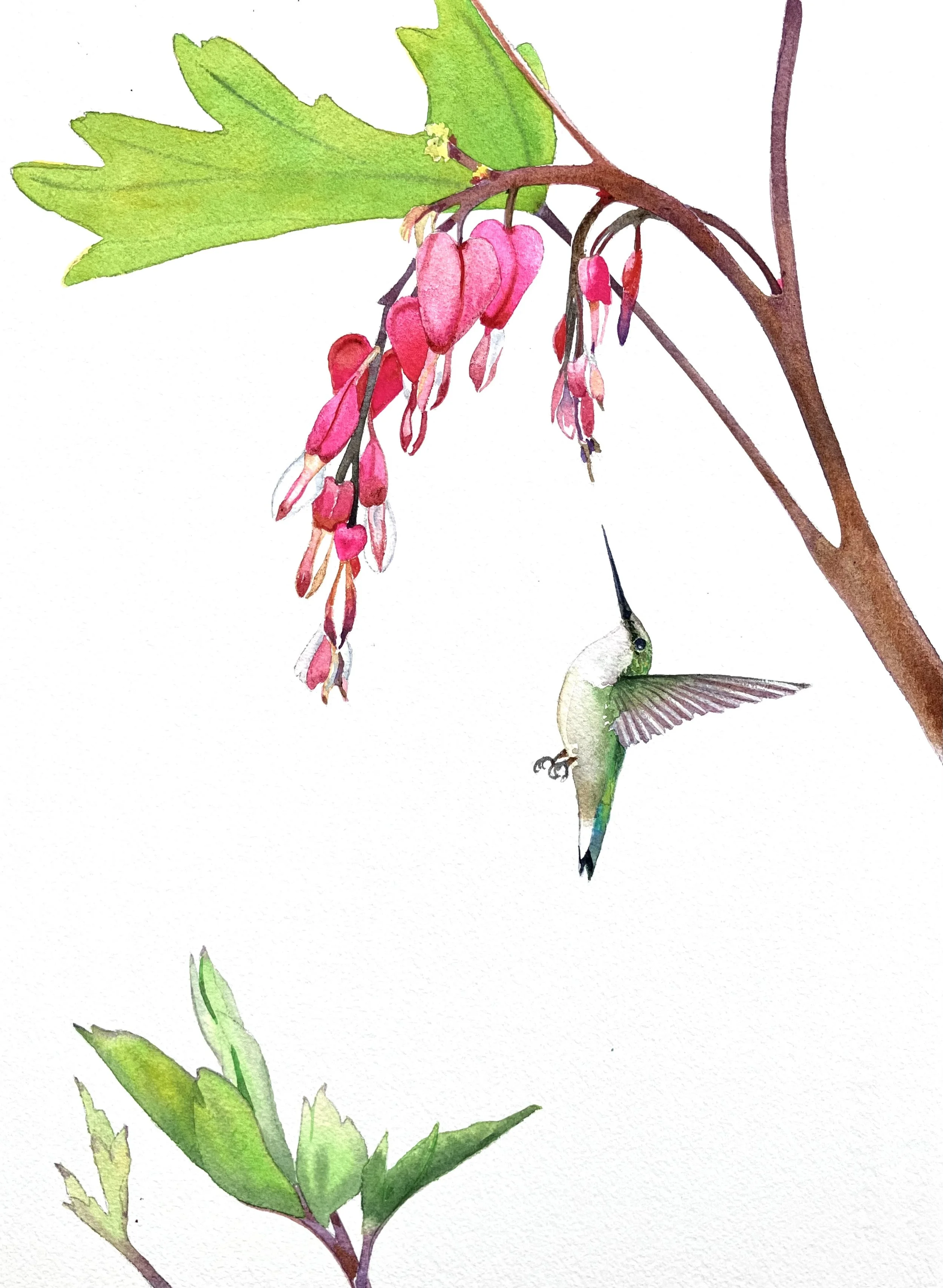 "Be Still My Bleeding Heart" 16"x20" watercolor $350