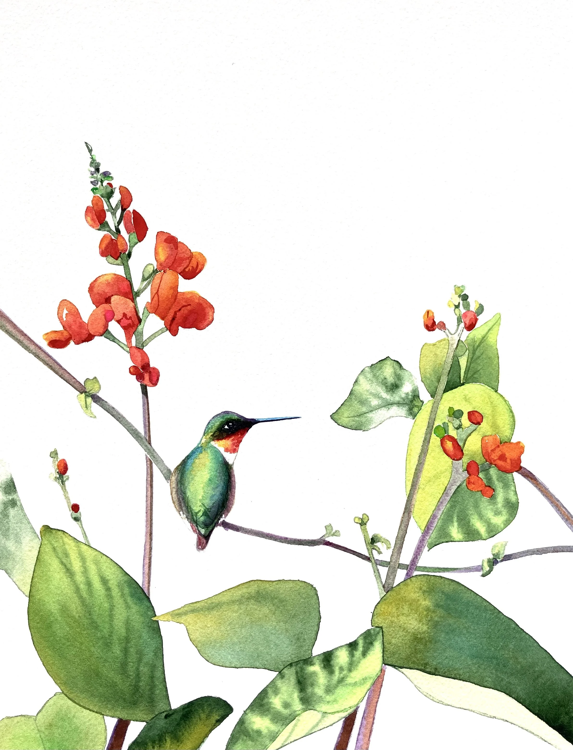 "Sitting in Scarlet"  16"x20" watercolor $350