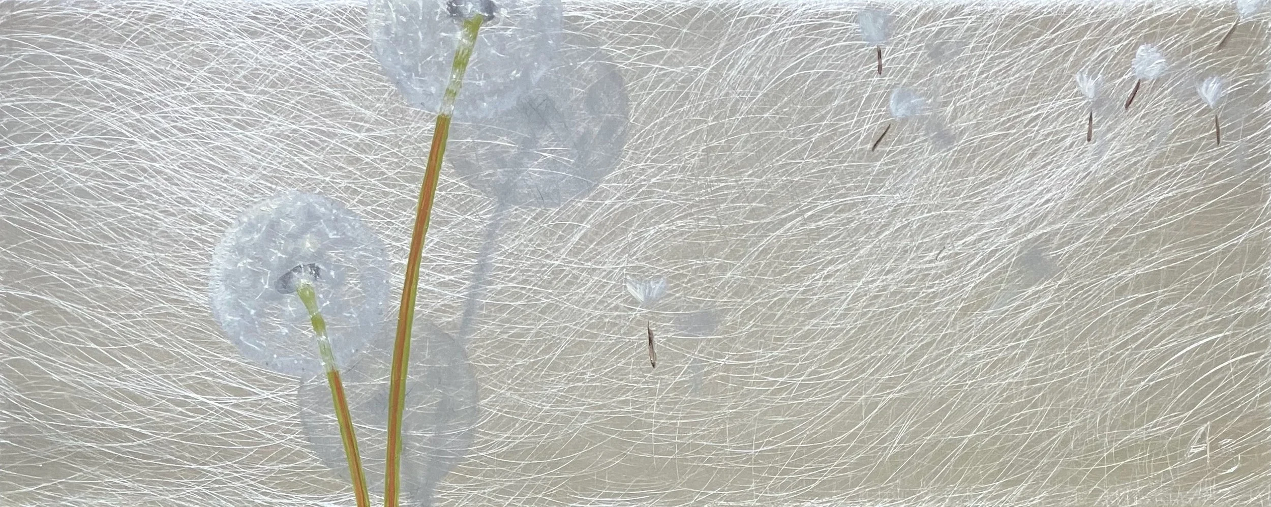 "Lau Dandelions" 4"x10" oil on aluminum $170