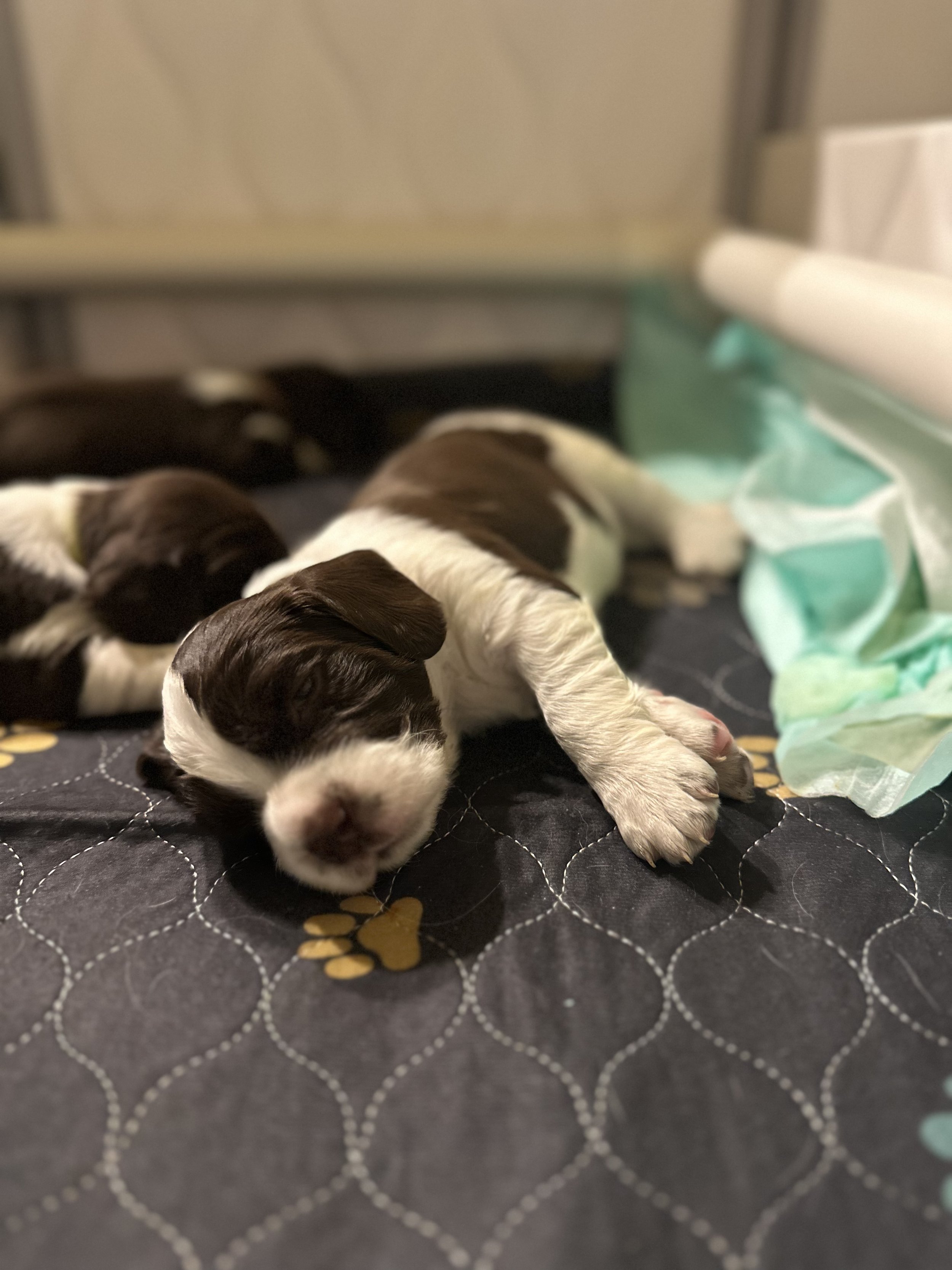 English Springer Spaniel Puppy