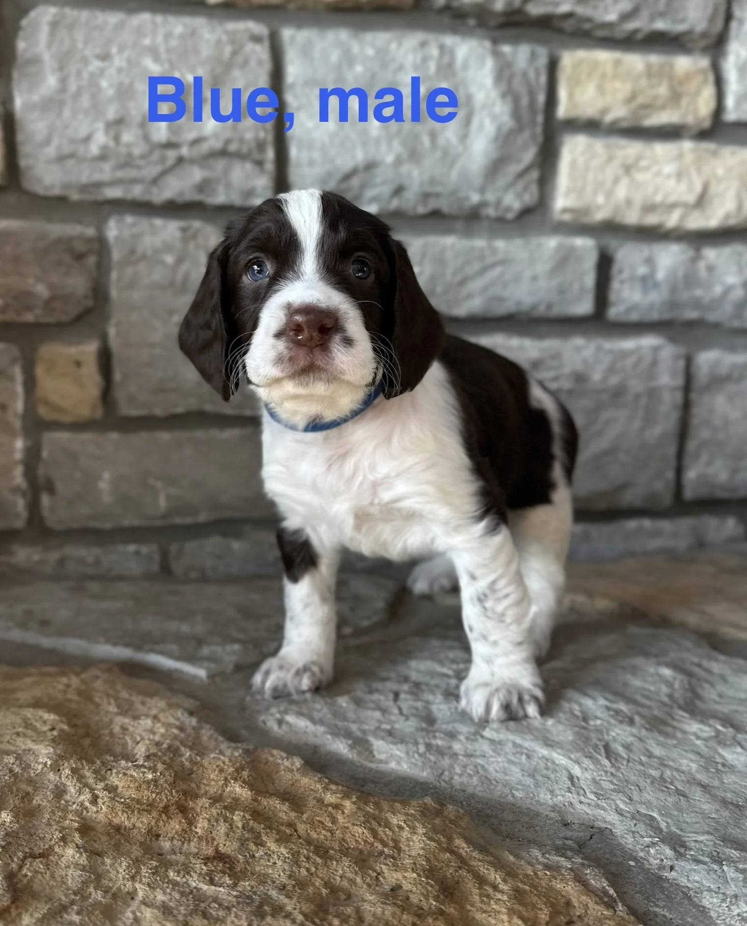 Blue: Liver and White, Male - RESERVED