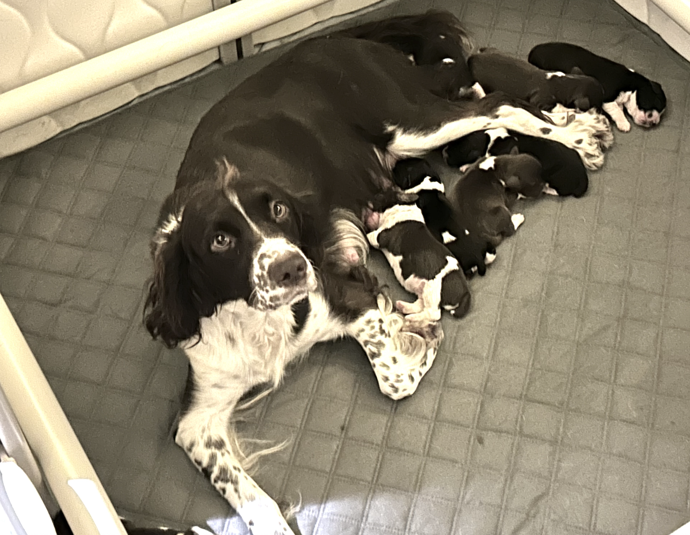 English Springer Spaniel Litter
