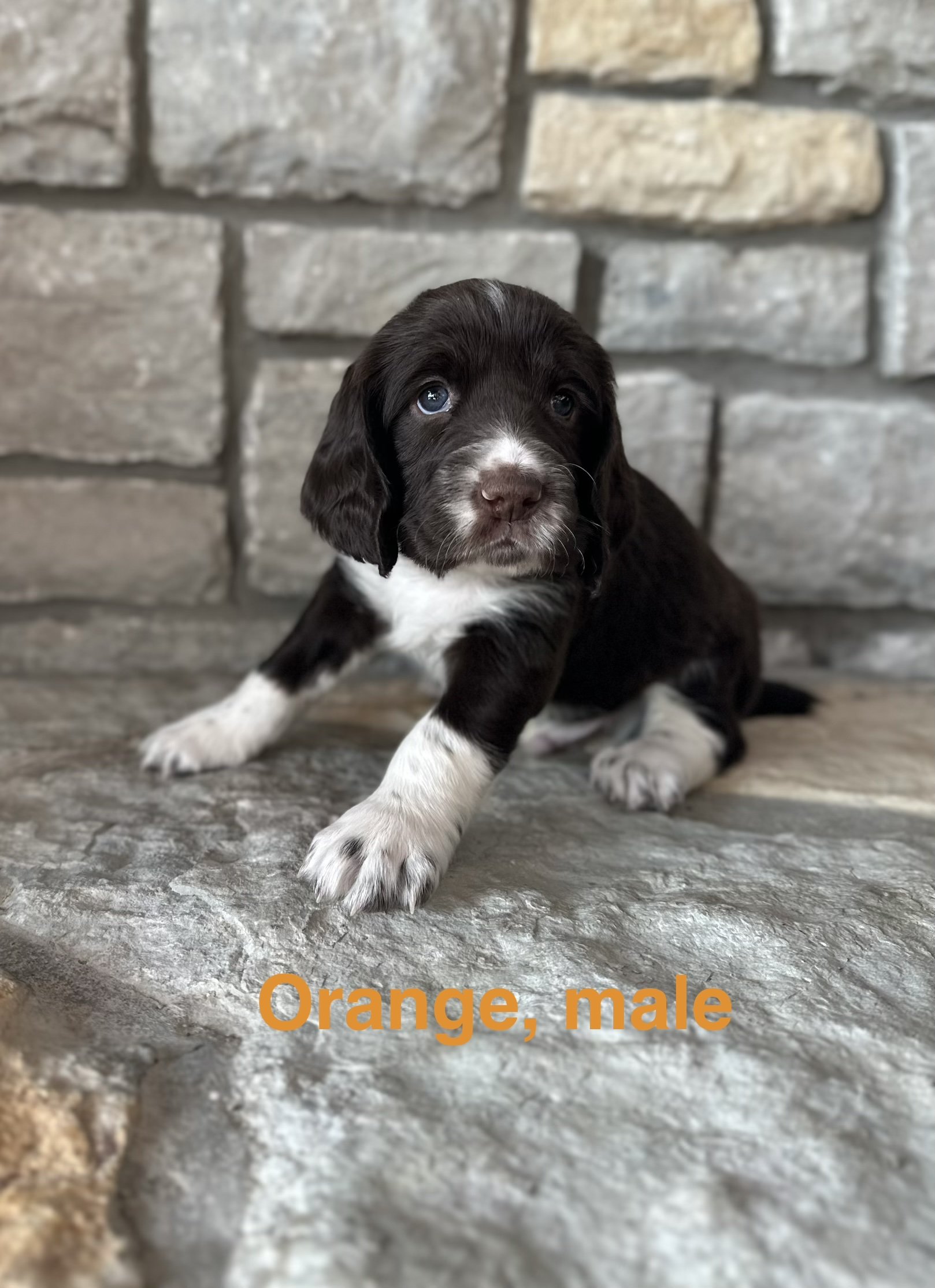 Orange: Liver and White, Male - RESERVED